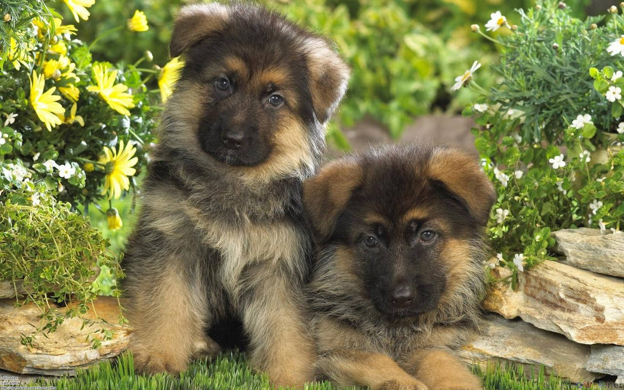 1280X800 Puppy Wallpaper and Background
