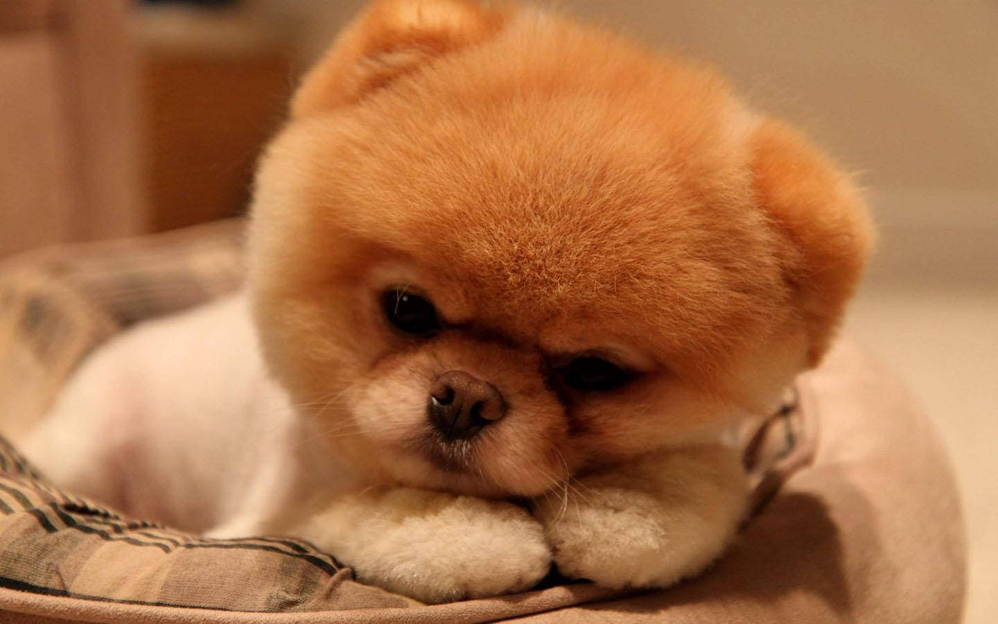 1440X900 Puppy Wallpaper and Background