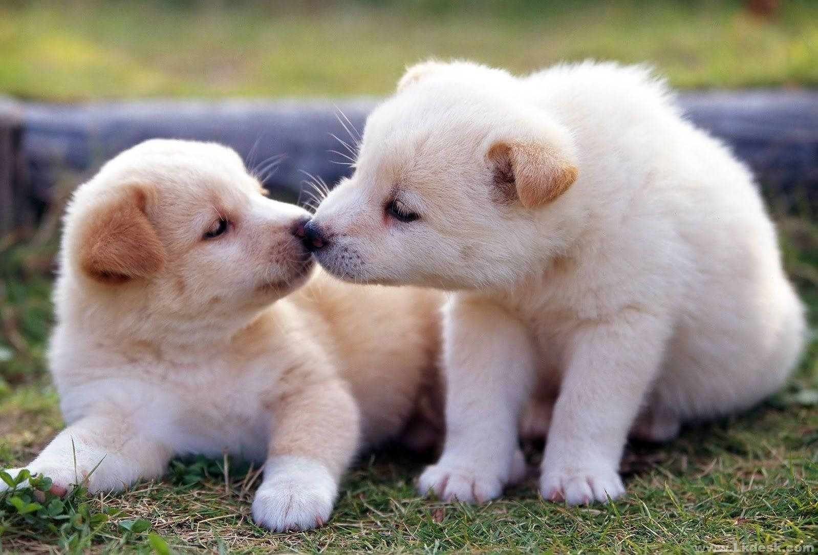1598X1084 Puppy Wallpaper and Background