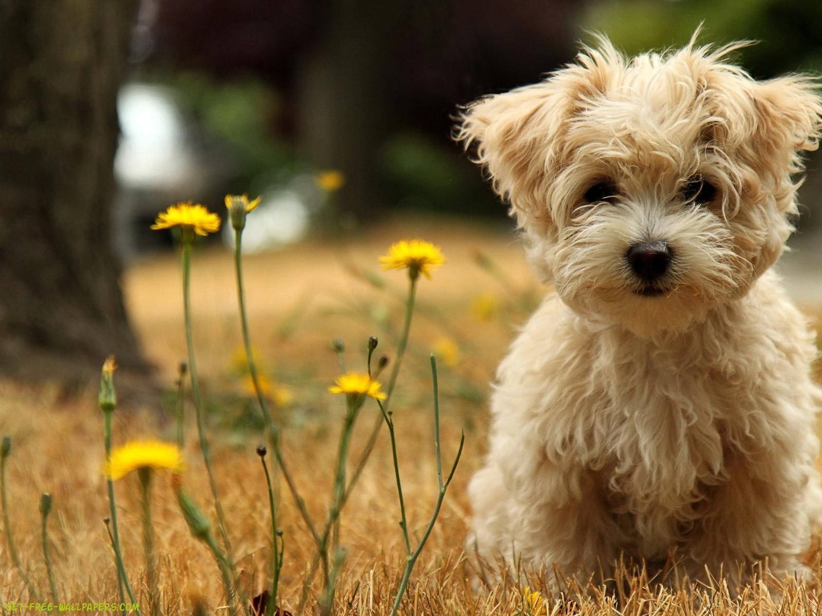 1600X1200 Puppy Wallpaper and Background