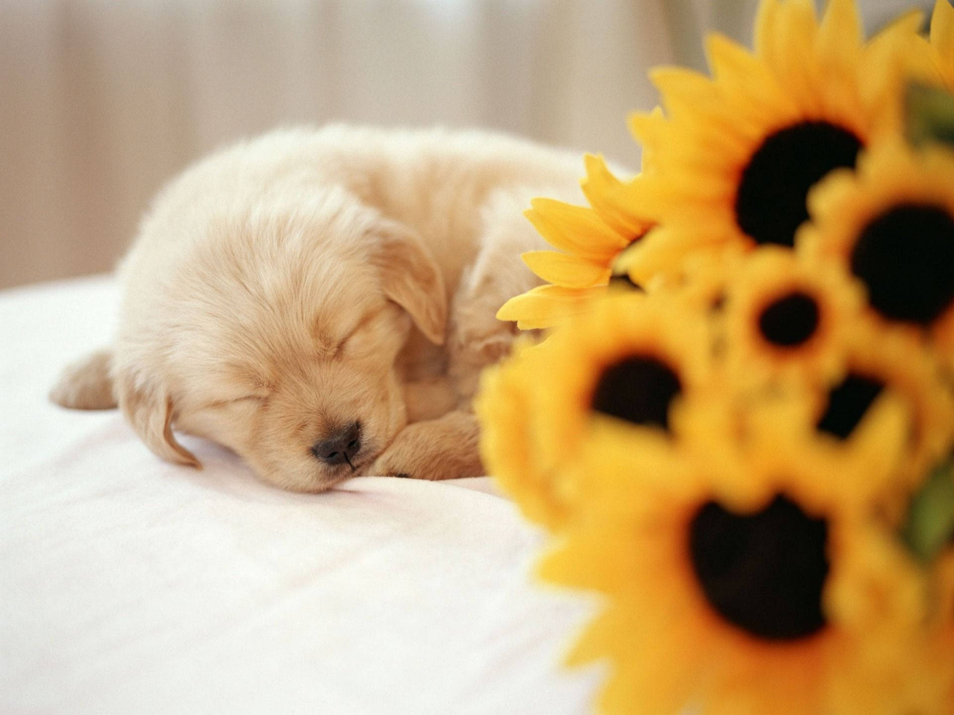 1920X1440 Puppy Wallpaper and Background