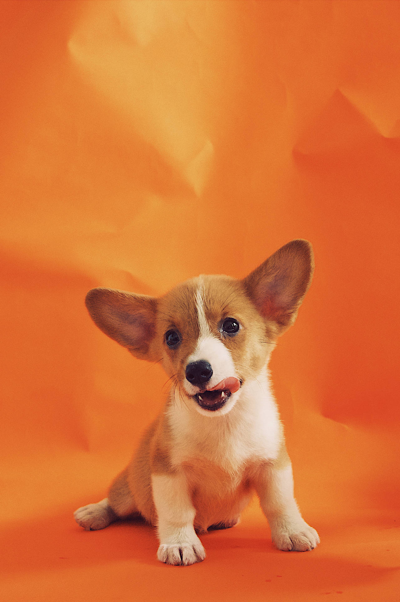 2366X3555 Puppy Wallpaper and Background