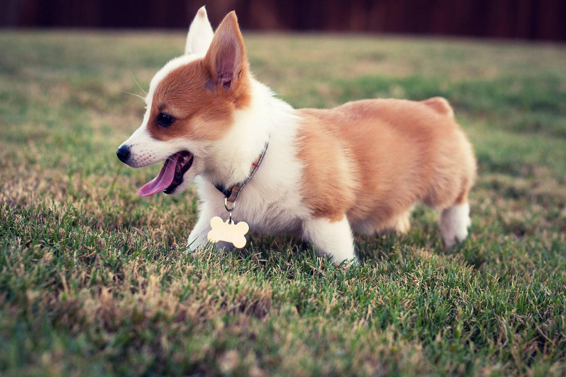 2488X1659 Puppy Wallpaper and Background