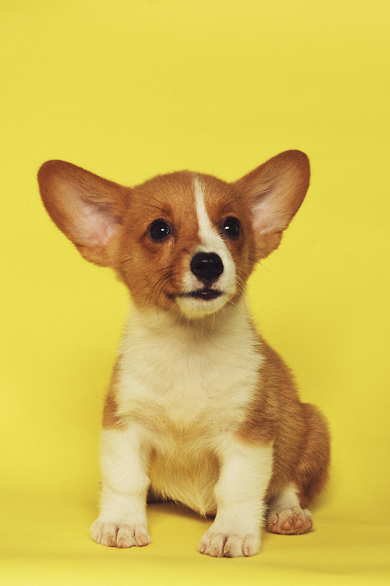 2520X3787 Puppy Wallpaper and Background