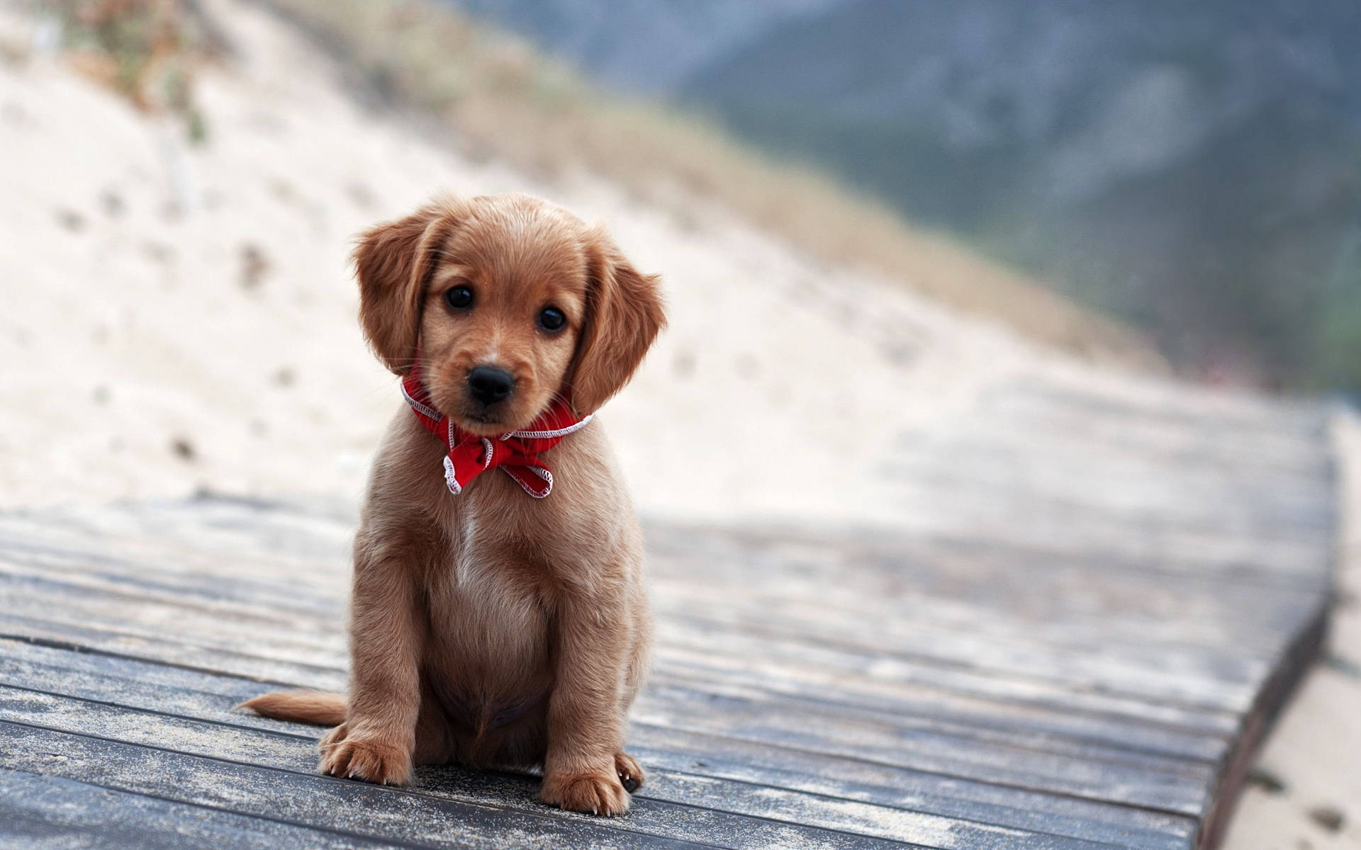 2560X1600 Puppy Wallpaper and Background