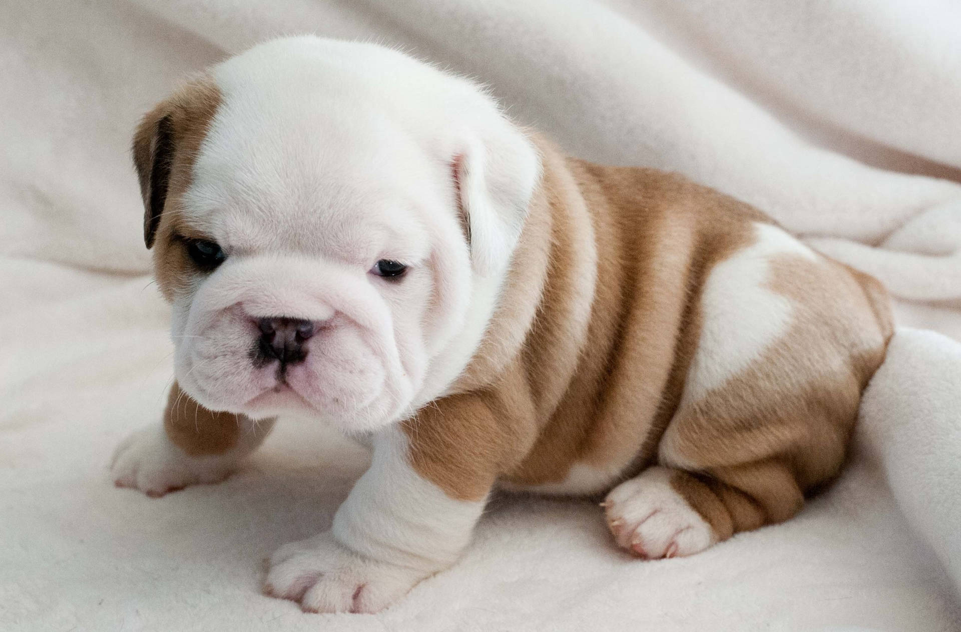 2560X1685 Puppy Wallpaper and Background