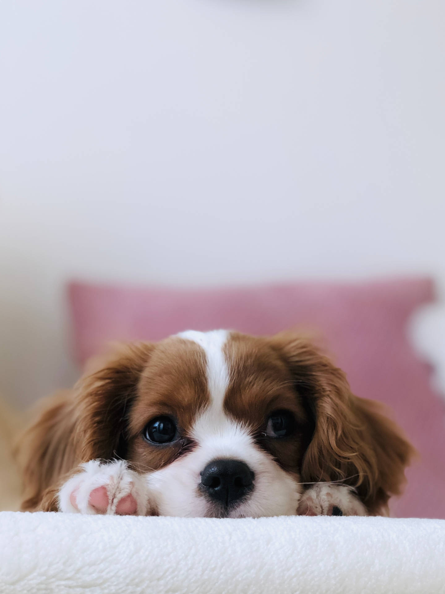 2745X3663 Puppy Wallpaper and Background