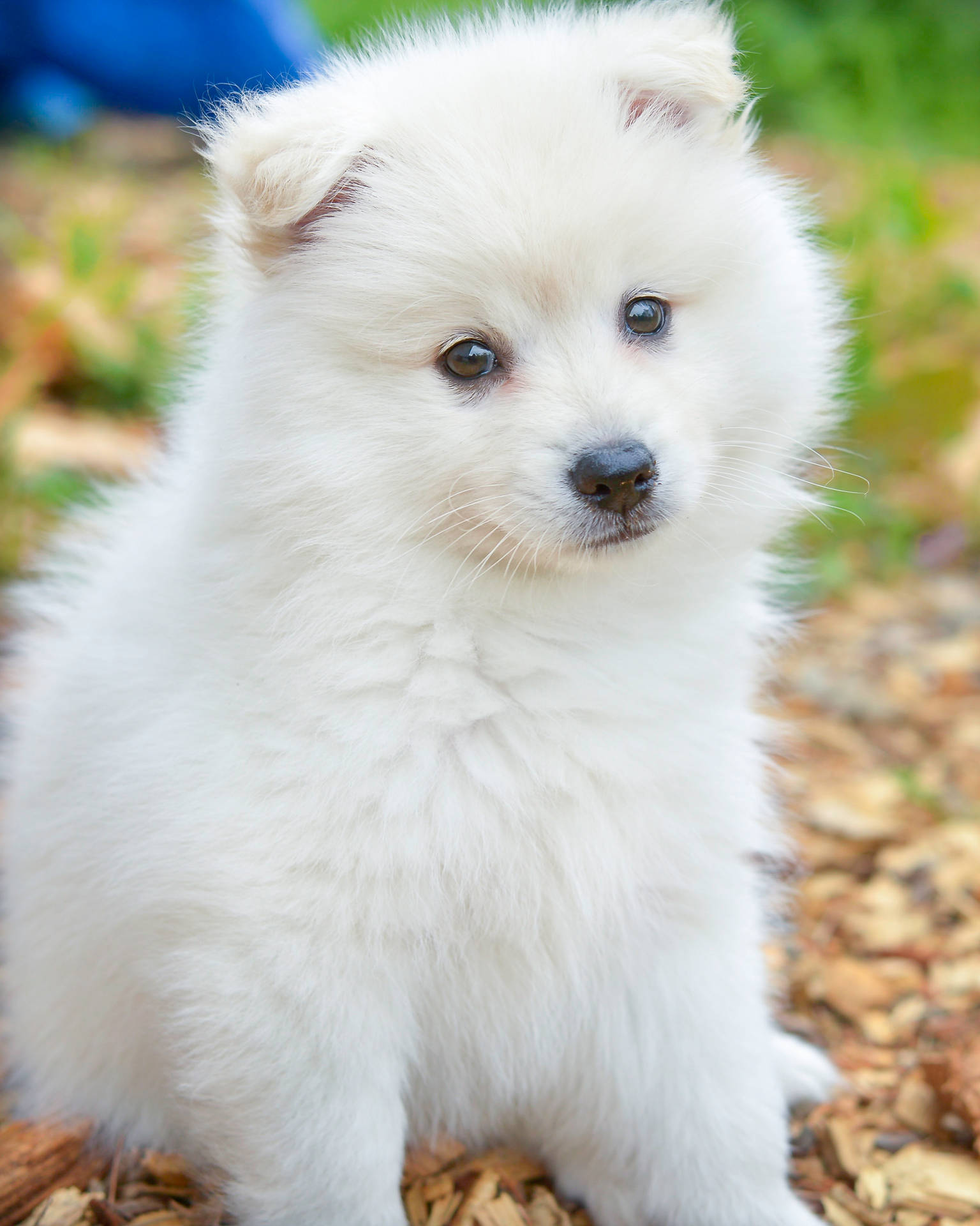 2752X3440 Puppy Wallpaper and Background