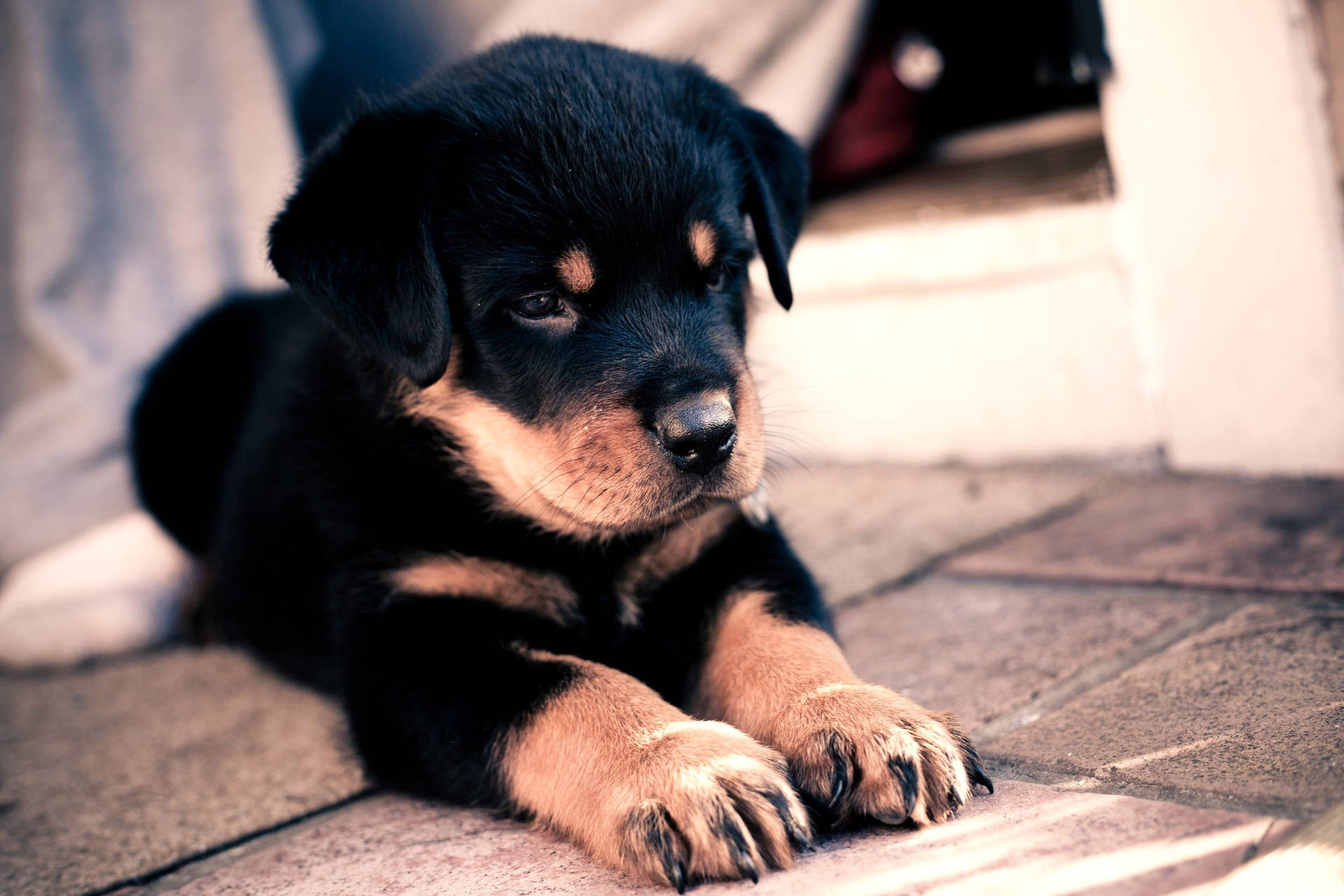 2800X1867 Puppy Wallpaper and Background