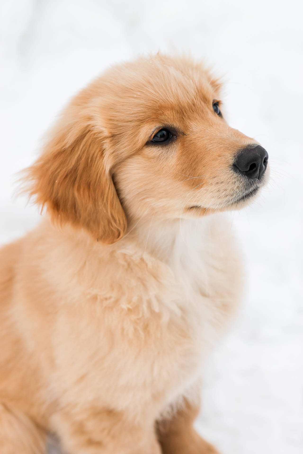 2848X4272 Puppy Wallpaper and Background