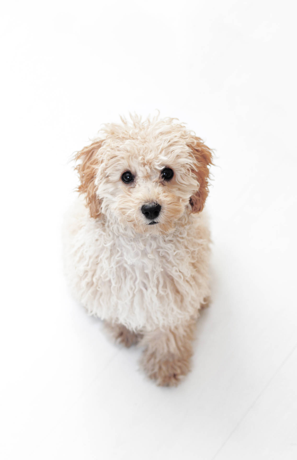 2989X4627 Puppy Wallpaper and Background