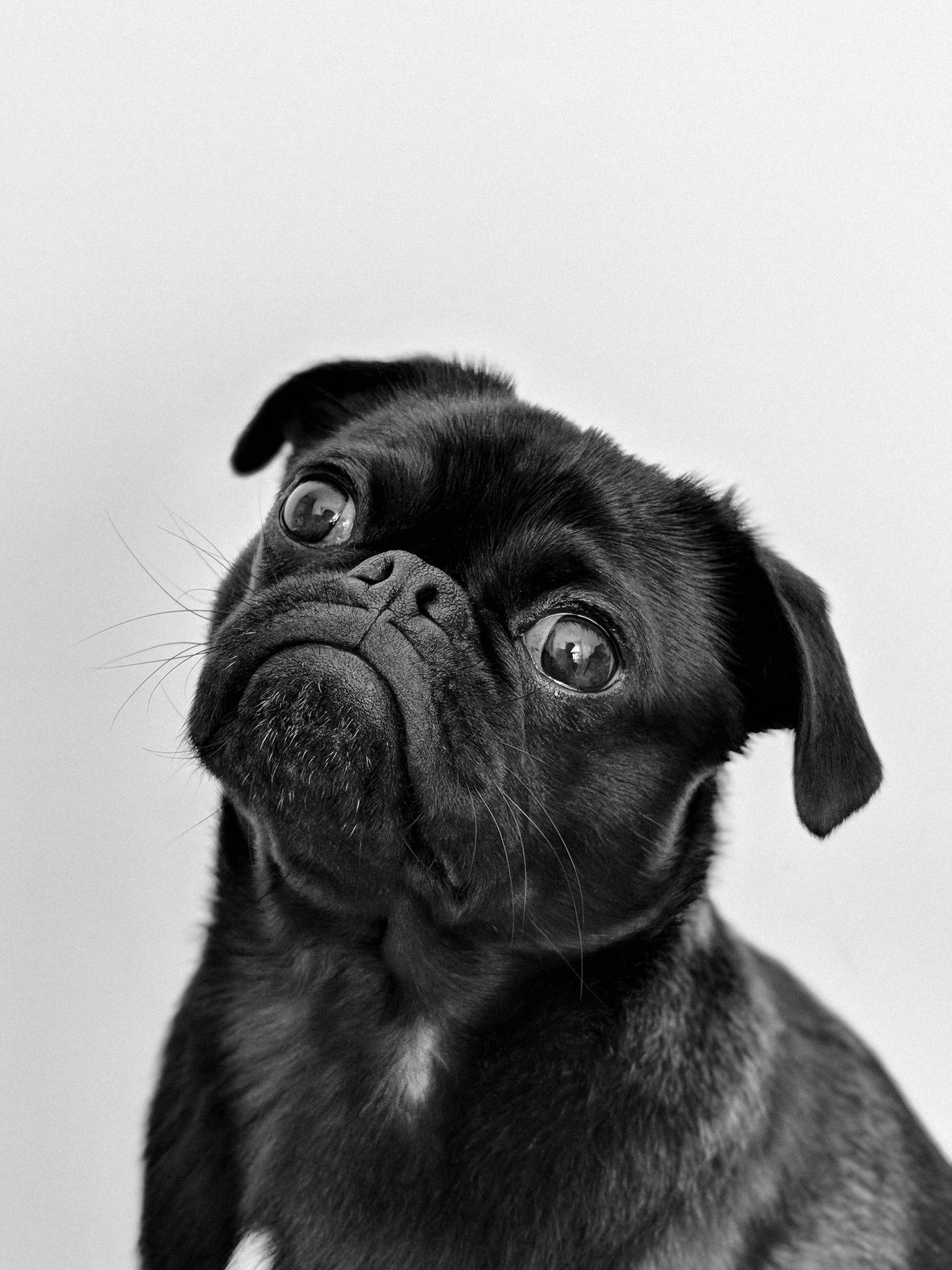 3024X4032 Puppy Wallpaper and Background