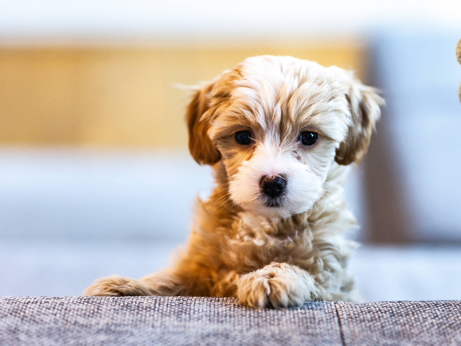 3250X2438 Puppy Wallpaper and Background