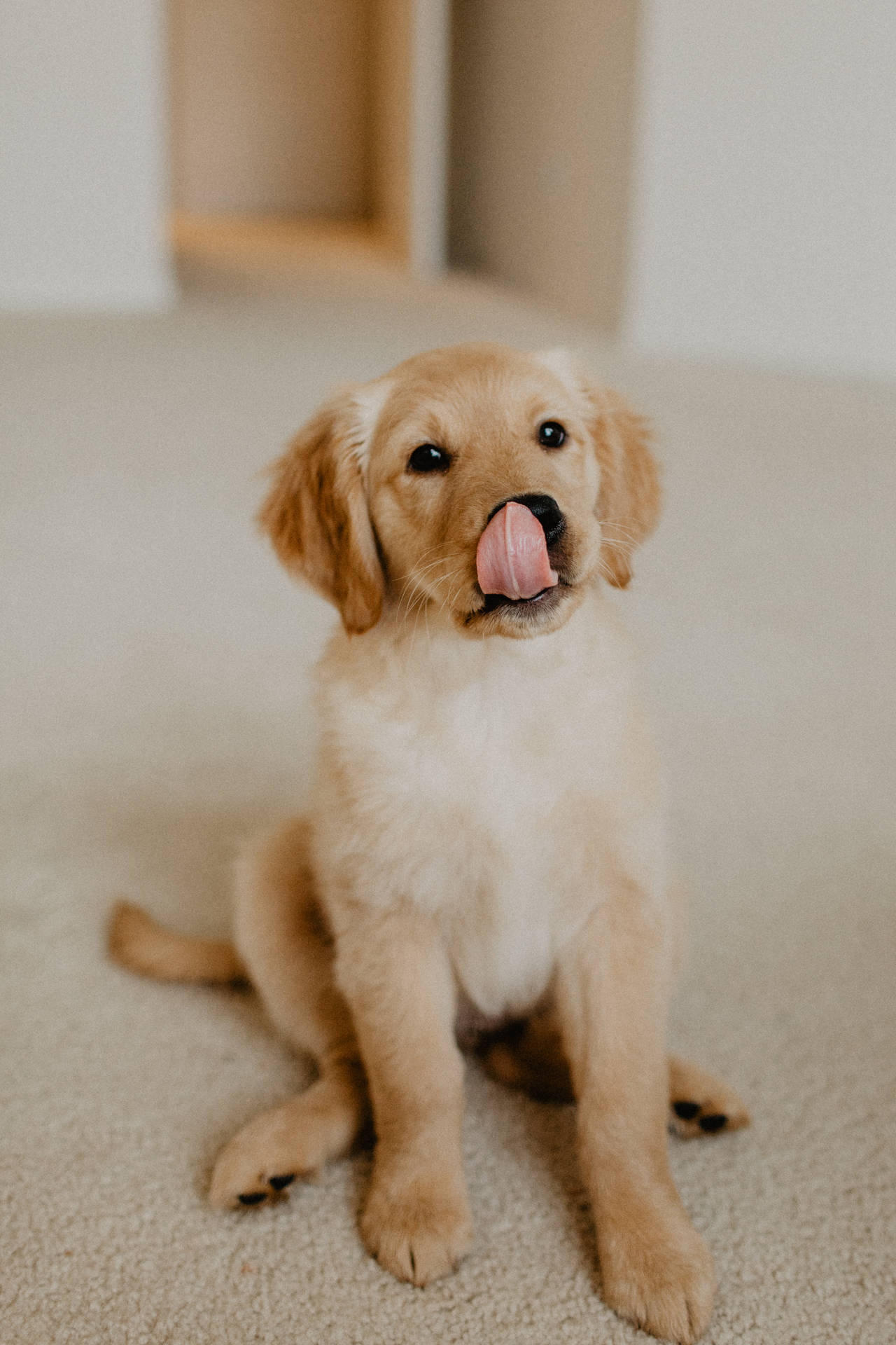 3305X4958 Puppy Wallpaper and Background