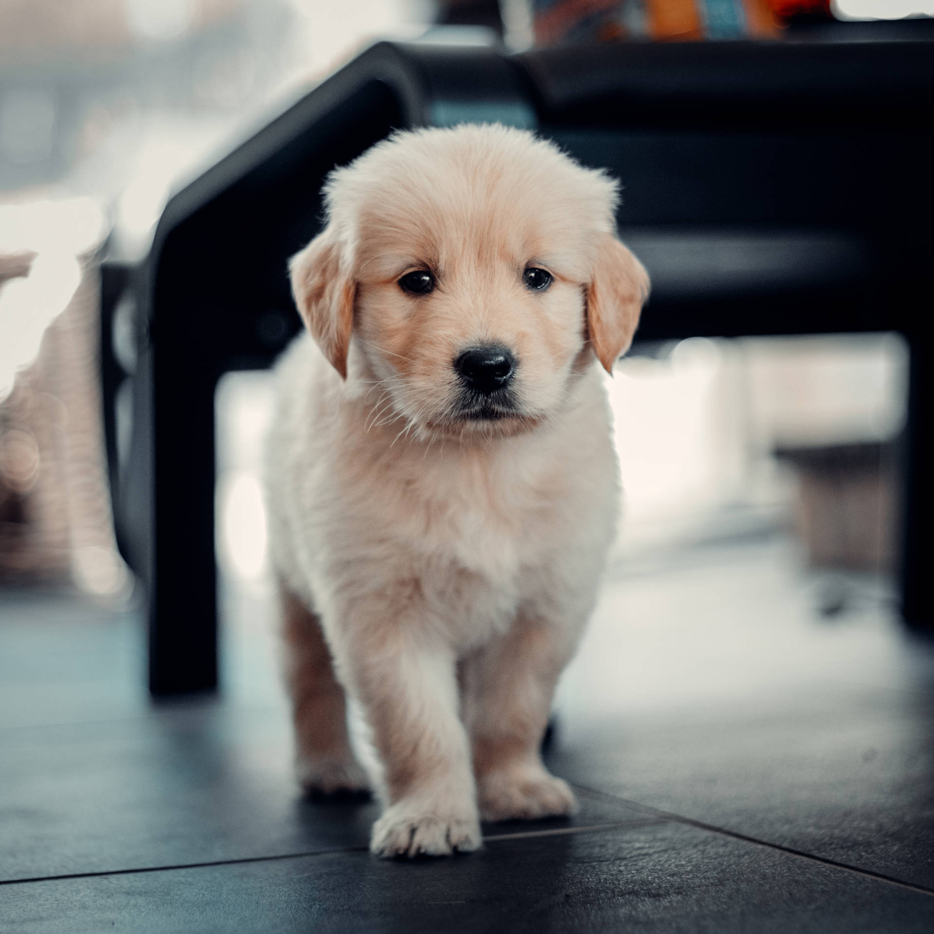 3320X3320 Puppy Wallpaper and Background