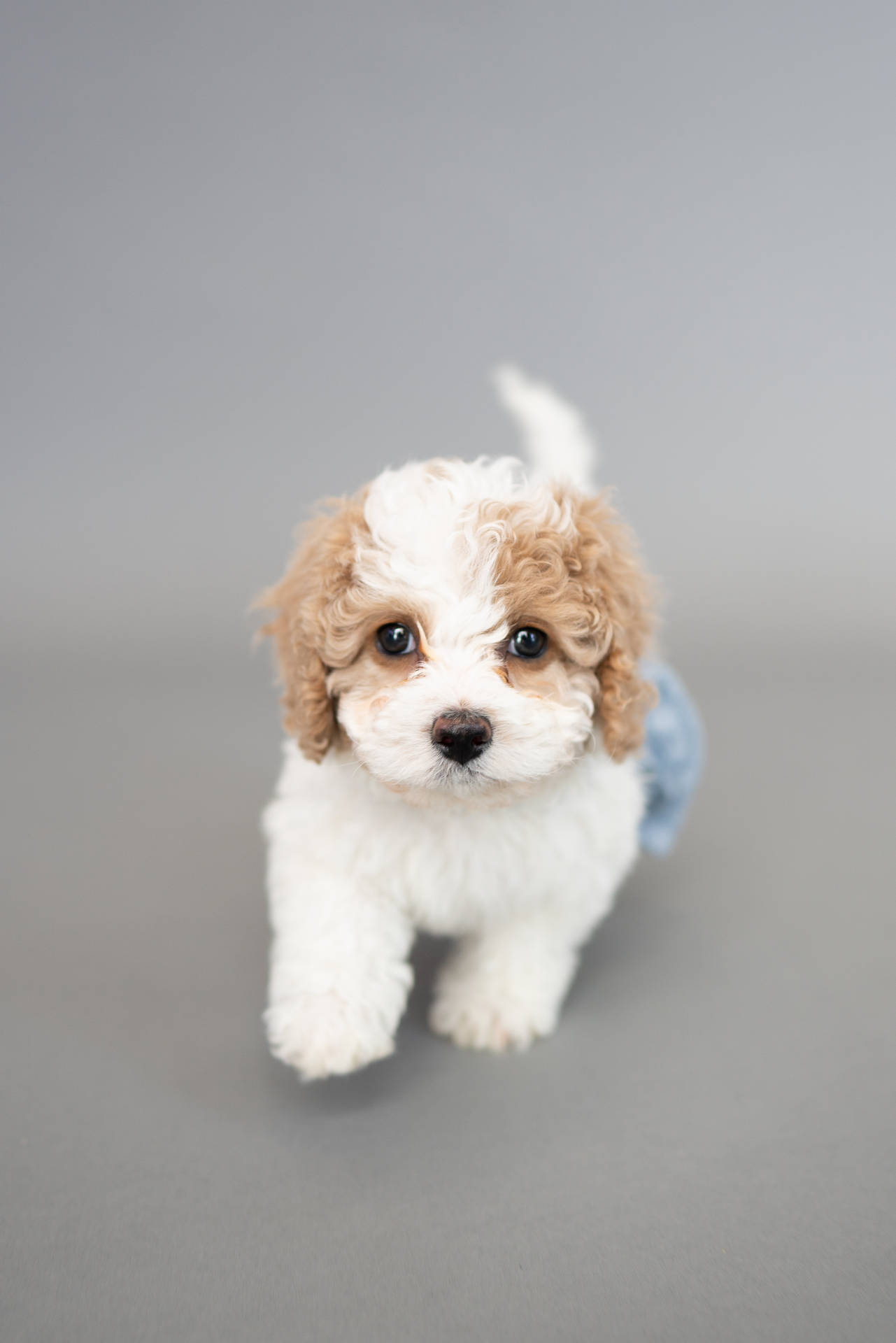 3448X5168 Puppy Wallpaper and Background