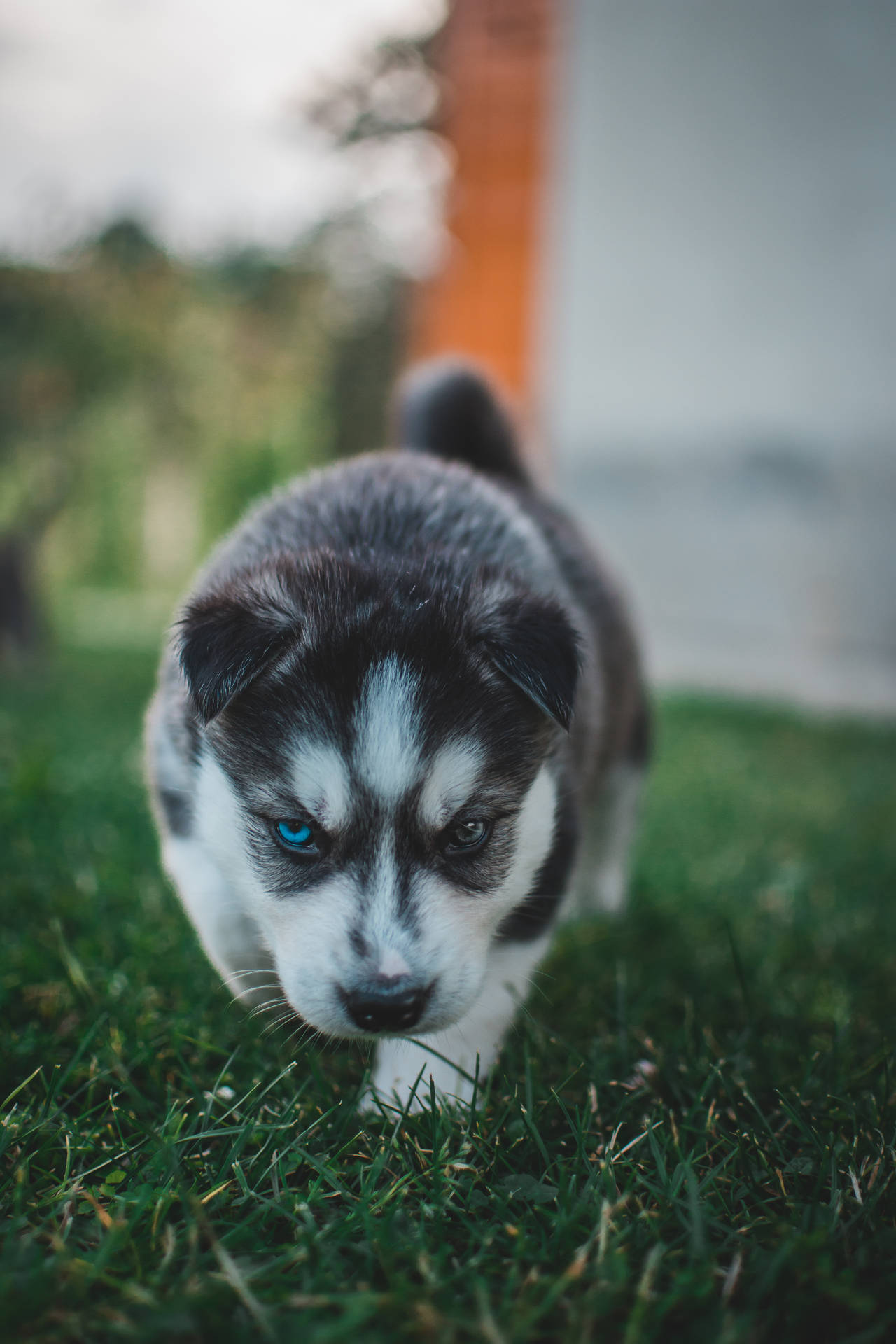 4000X6000 Puppy Wallpaper and Background
