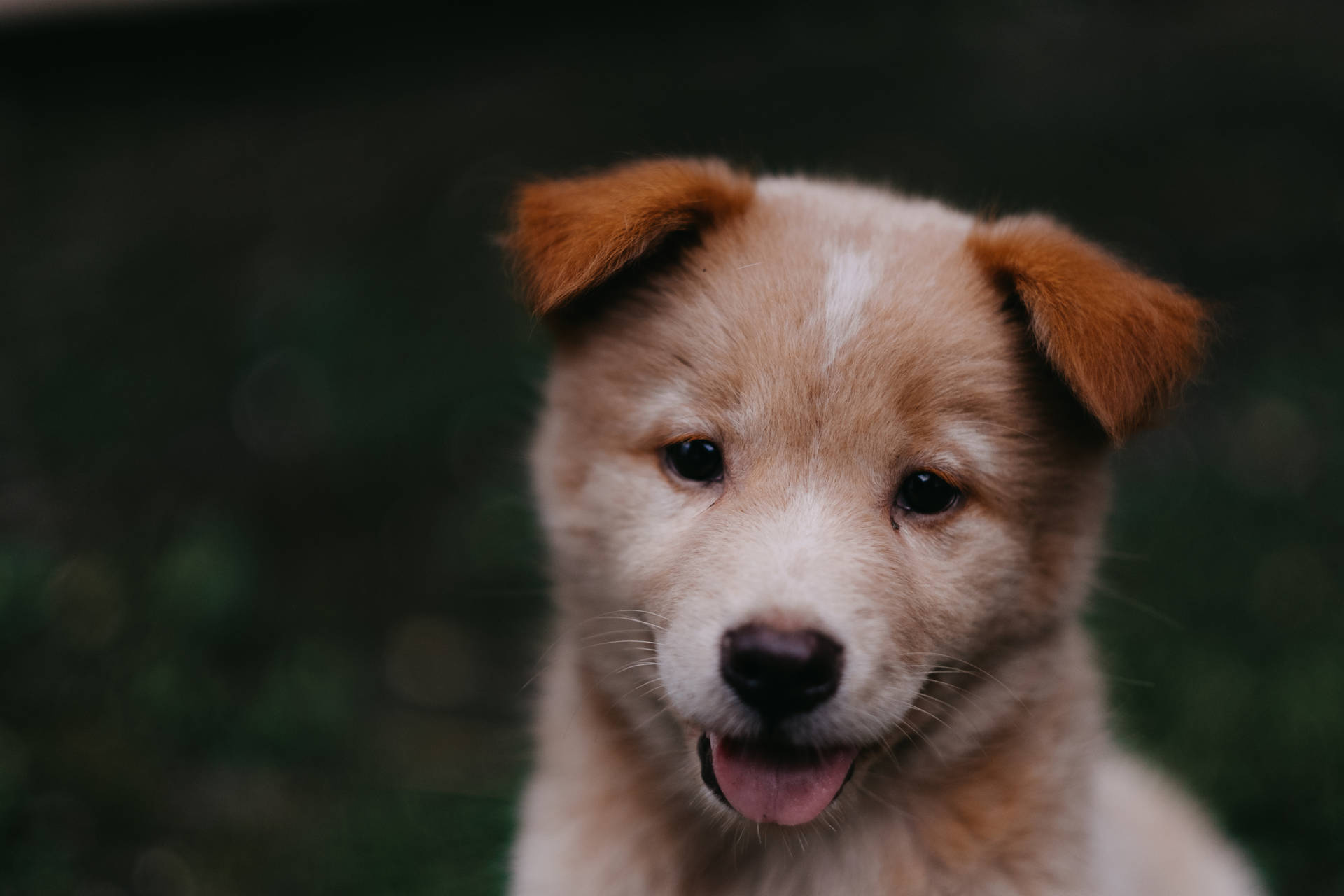 4896X3264 Puppy Wallpaper and Background