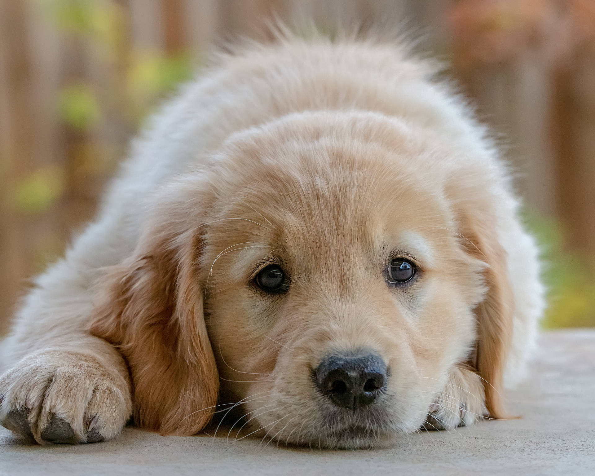 5008X4006 Puppy Wallpaper and Background