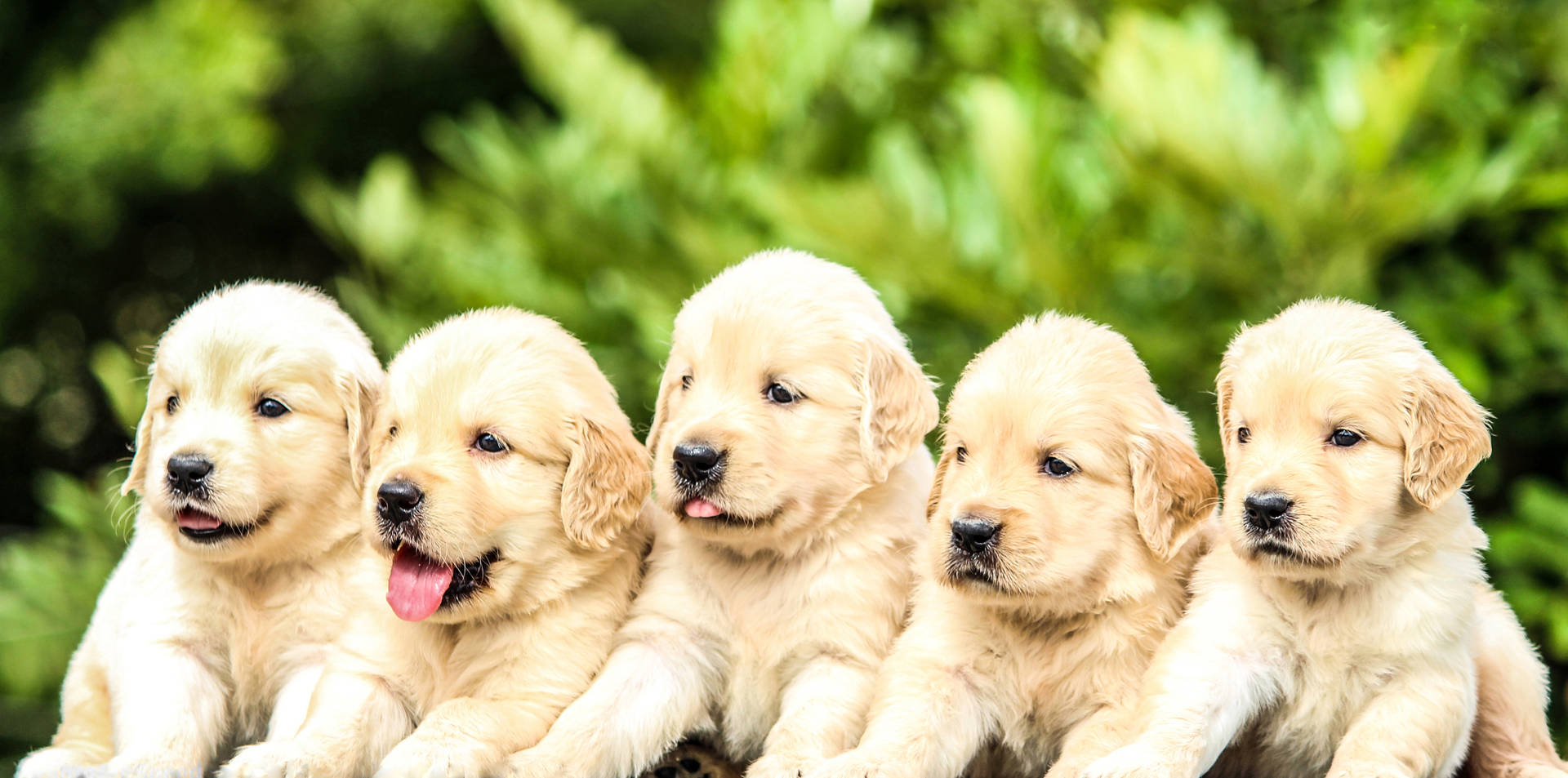 5016X2491 Puppy Wallpaper and Background