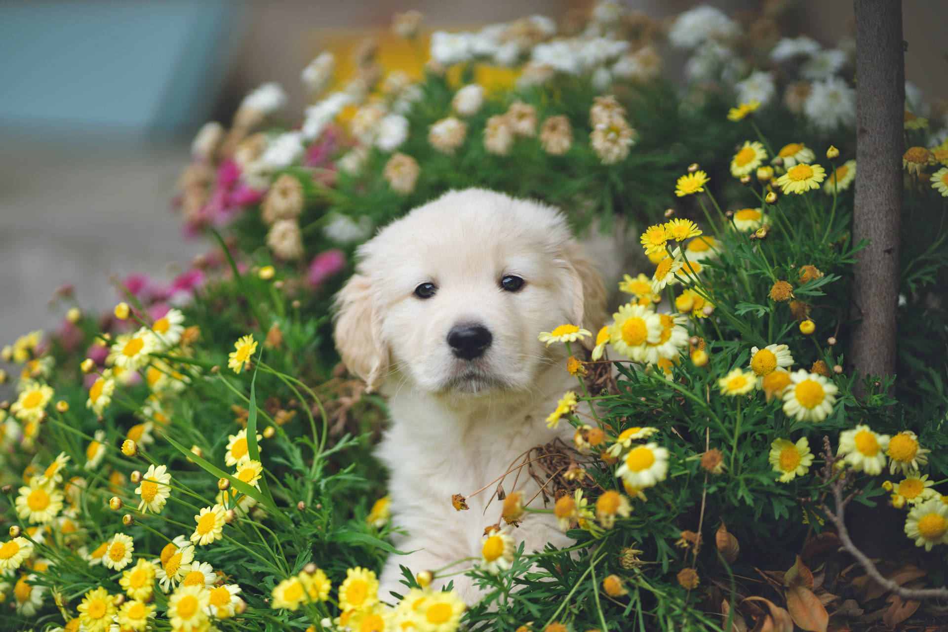 5255X3503 Puppy Wallpaper and Background