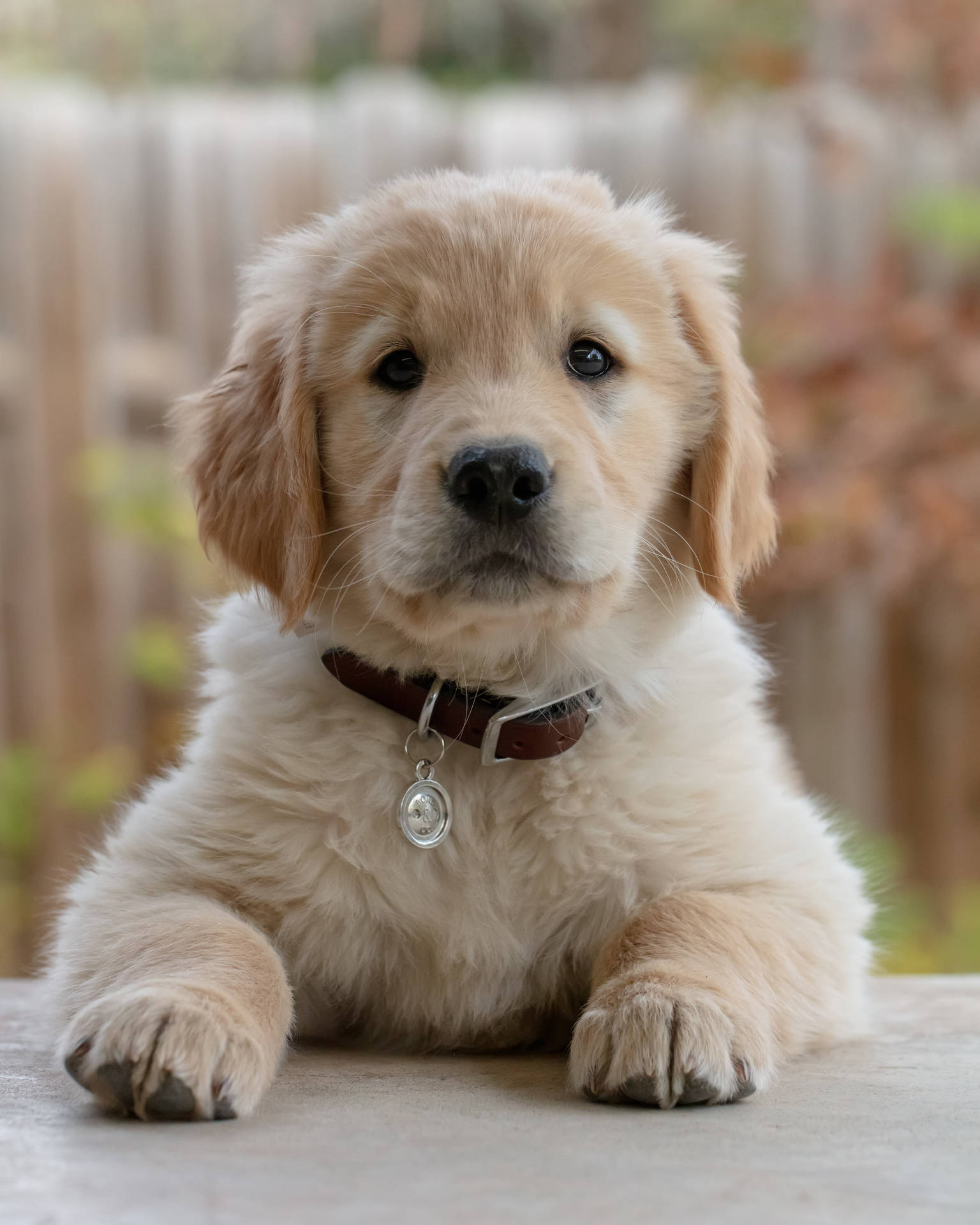 5394X6743 Puppy Wallpaper and Background
