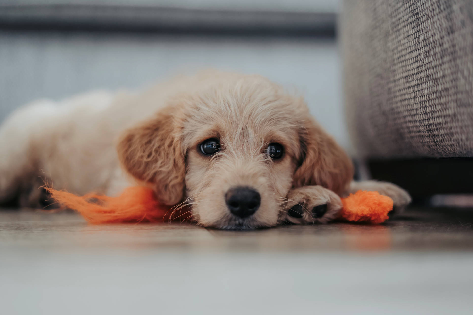 6000X4000 Puppy Wallpaper and Background