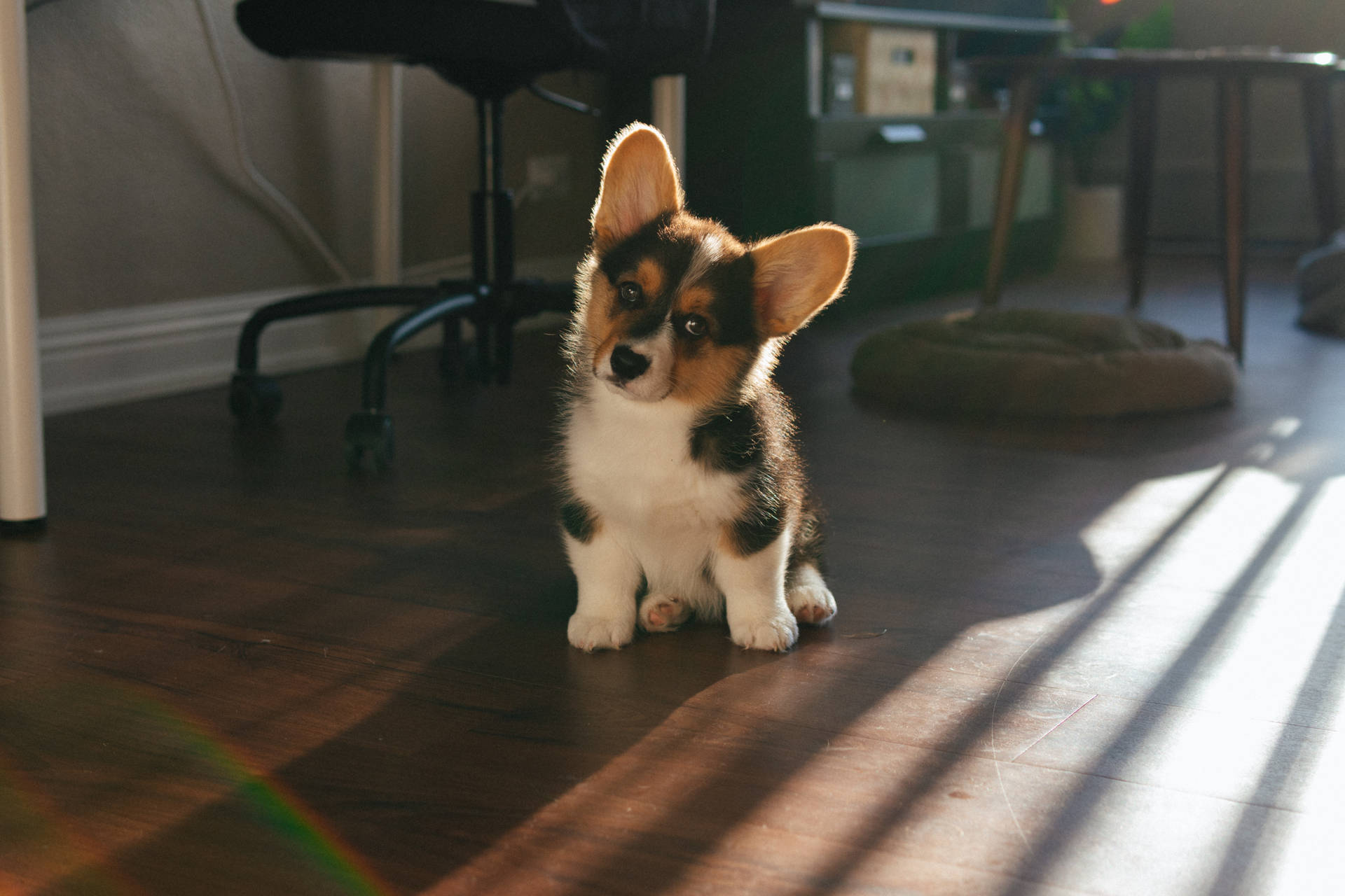 6000X4000 Puppy Wallpaper and Background