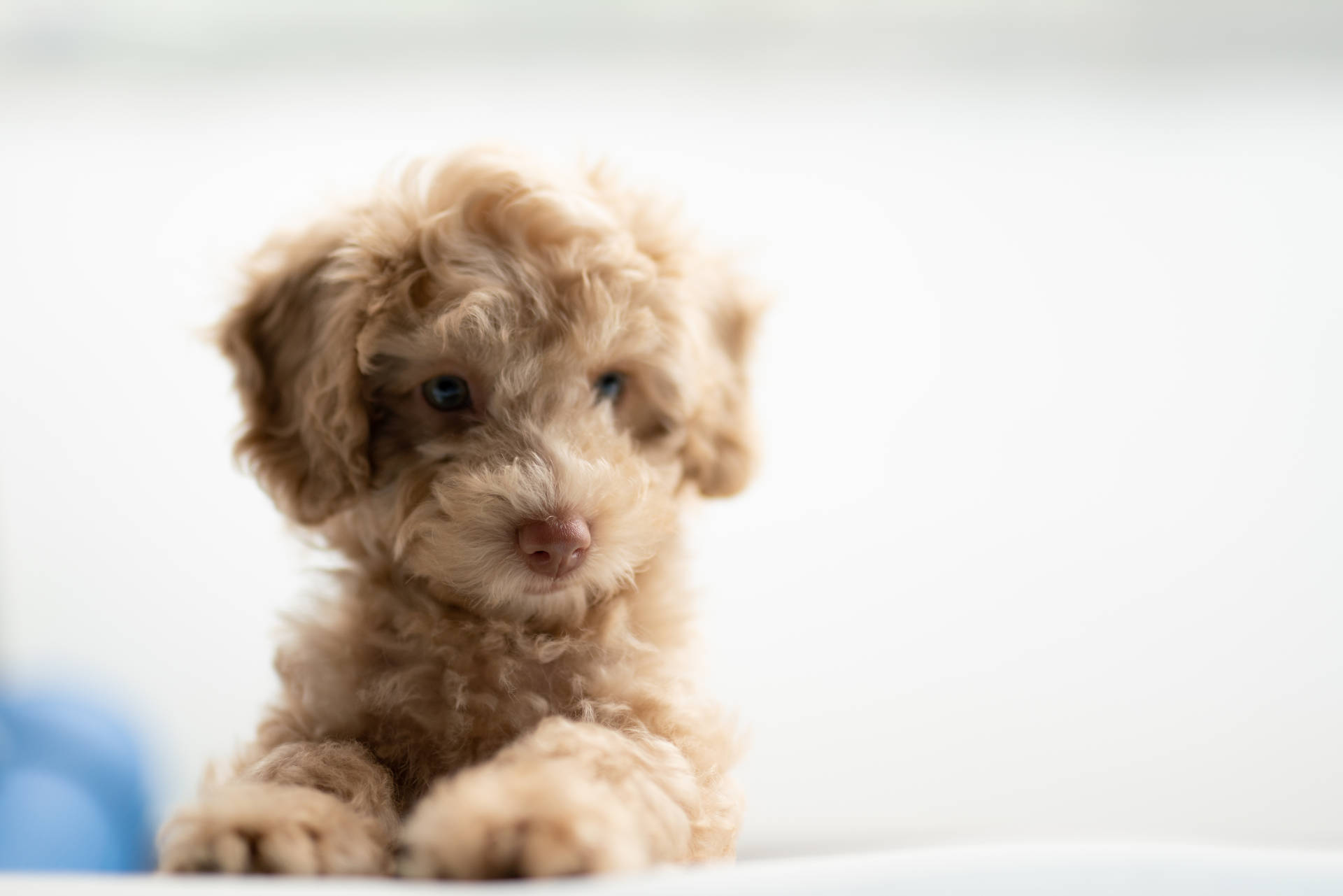 6000X4002 Puppy Wallpaper and Background