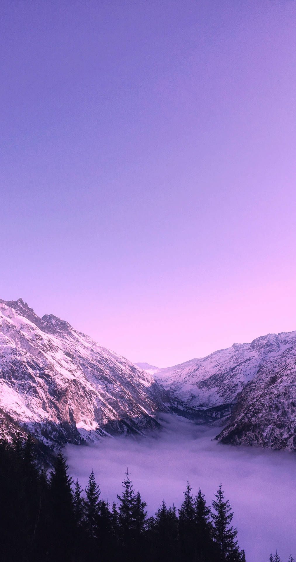 1639X3106 Purple Wallpaper and Background