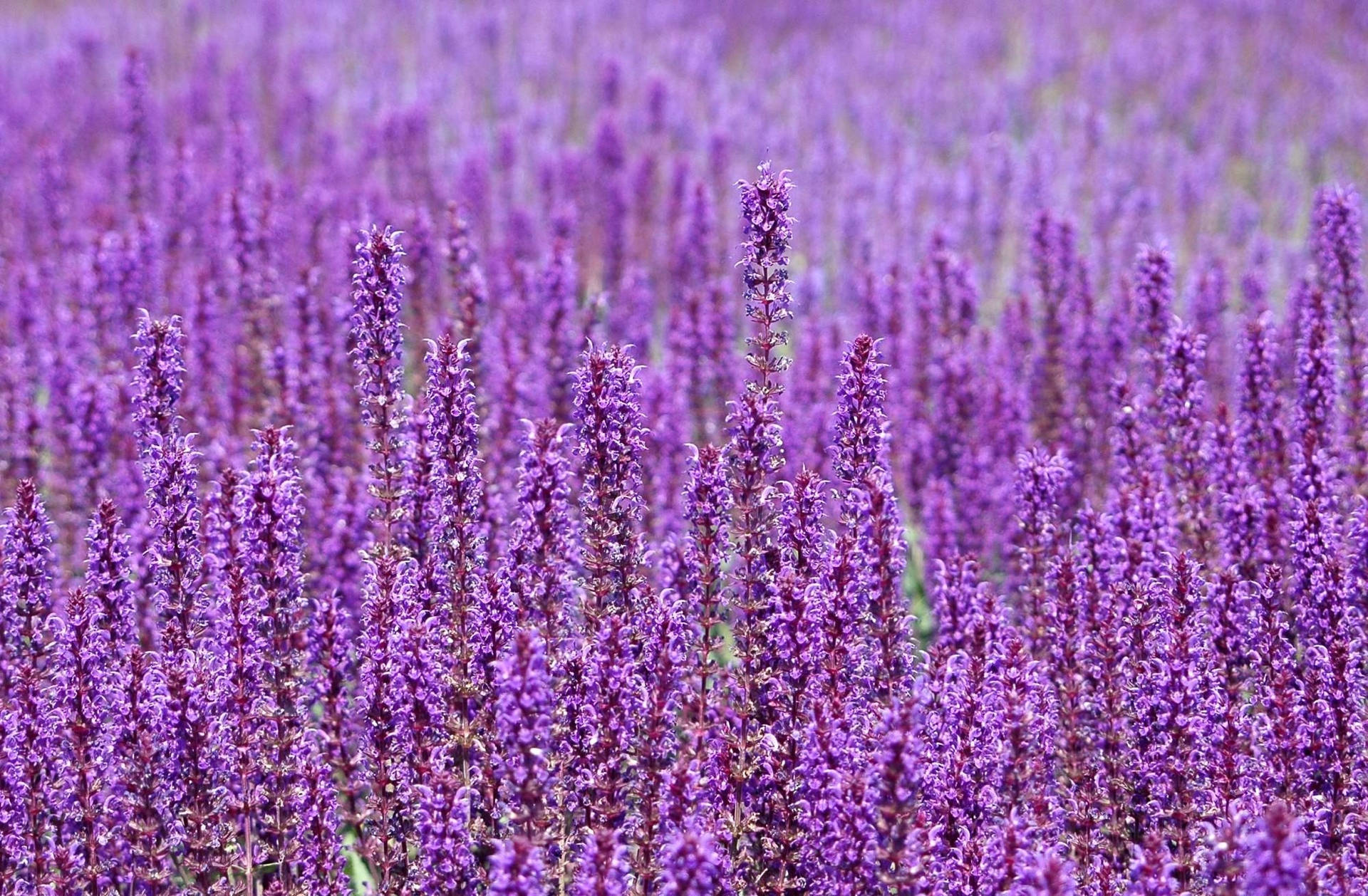2000X1310 Purple Wallpaper and Background