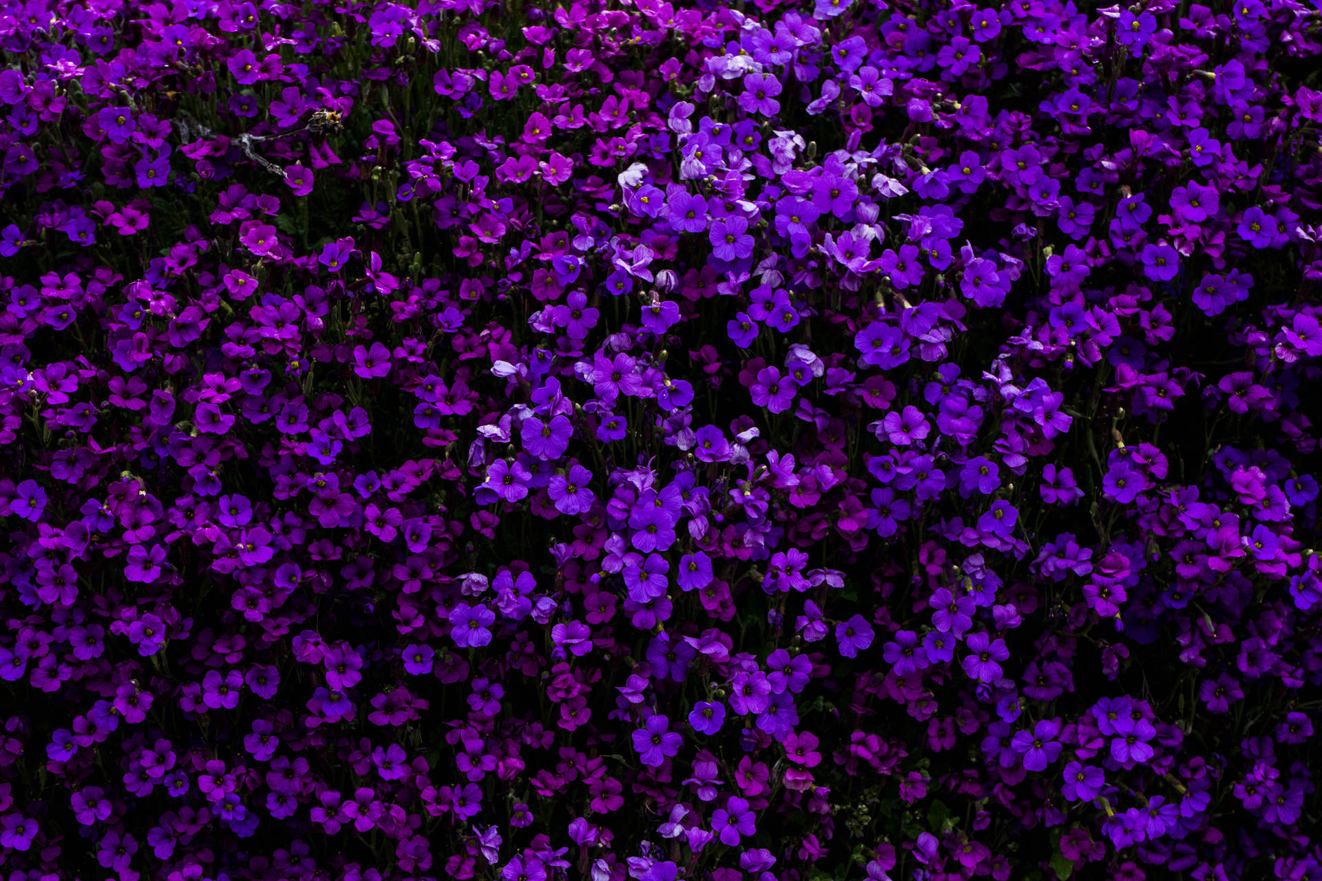 6000X4000 Purple Wallpaper and Background