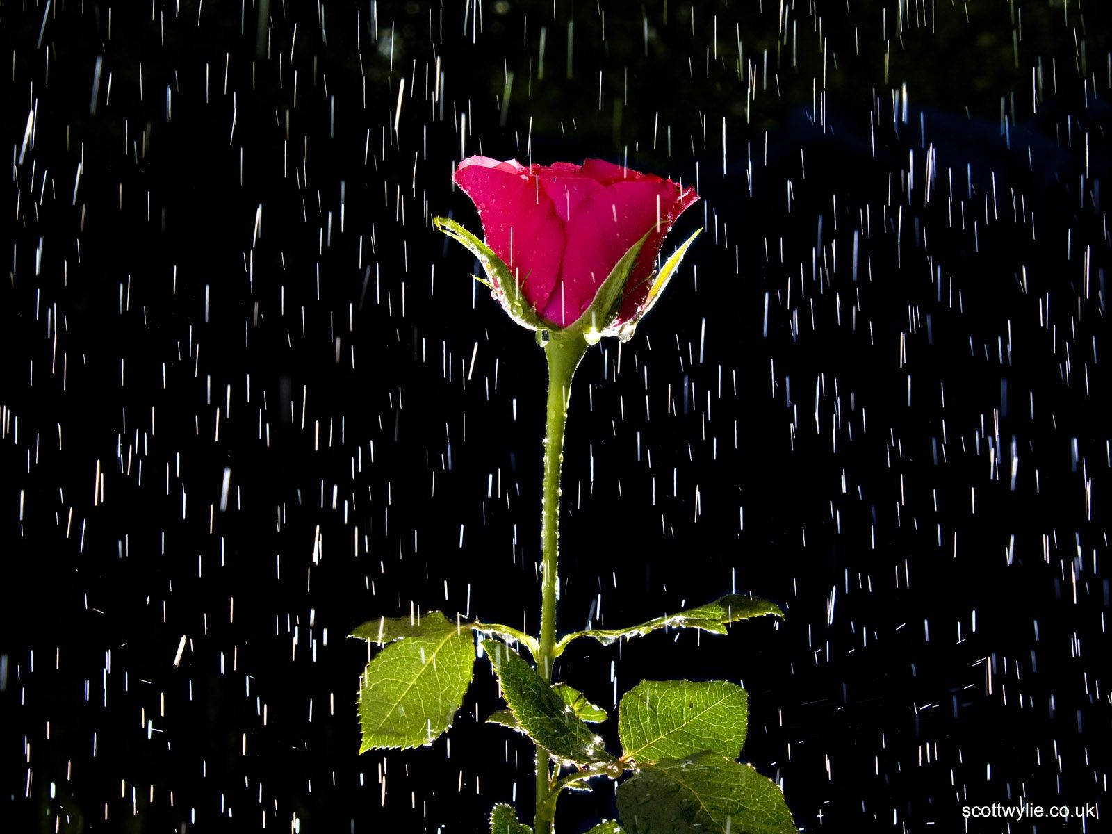1600X1200 Rain Wallpaper and Background