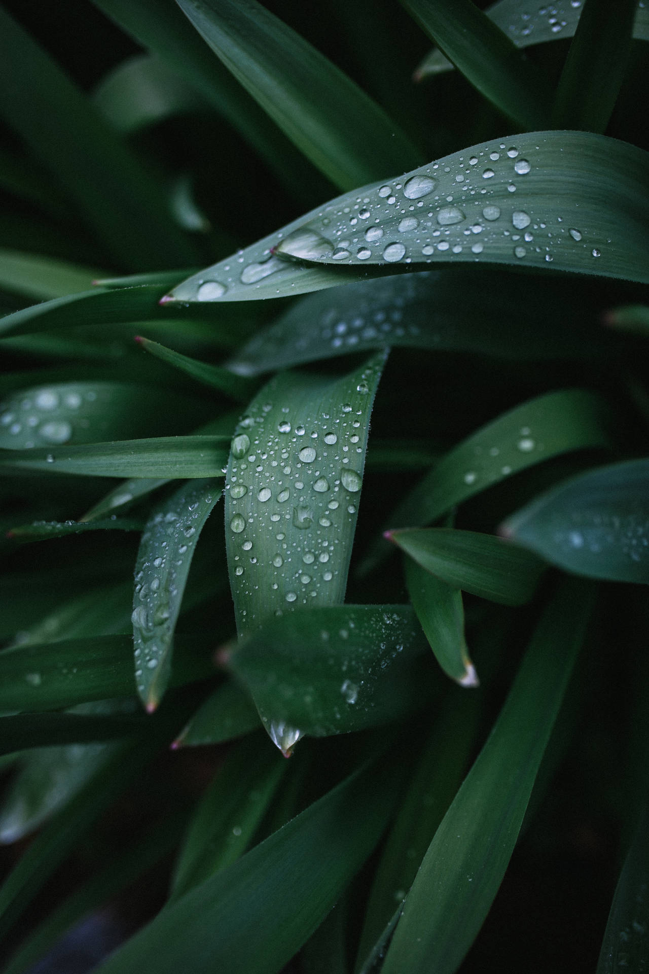 2736X4104 Rain Wallpaper and Background