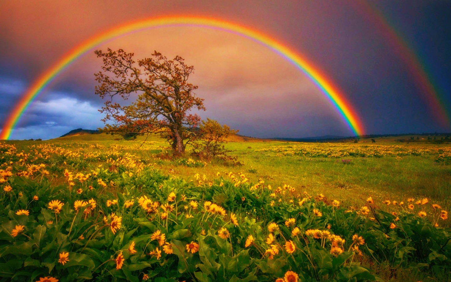 1440X900 Rainbow Wallpaper and Background