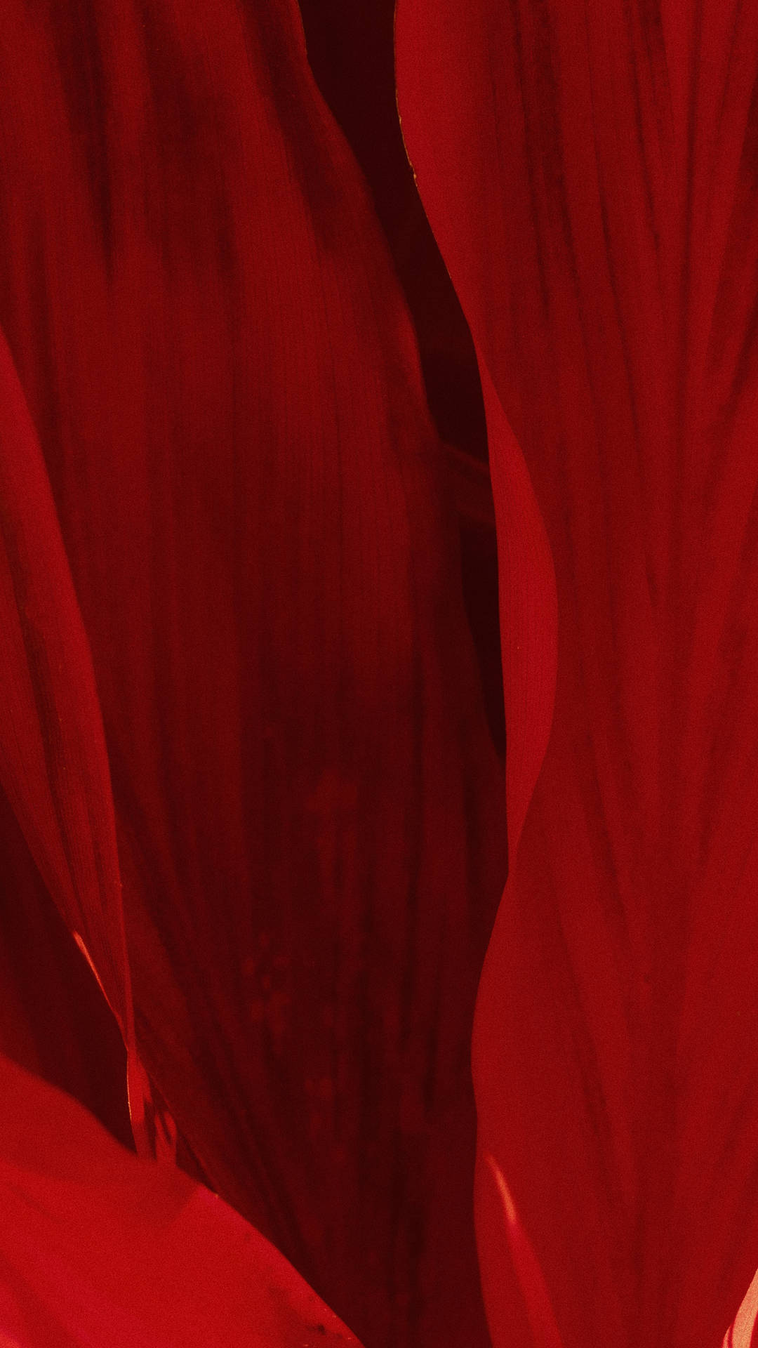 2596X4615 Red Wallpaper and Background