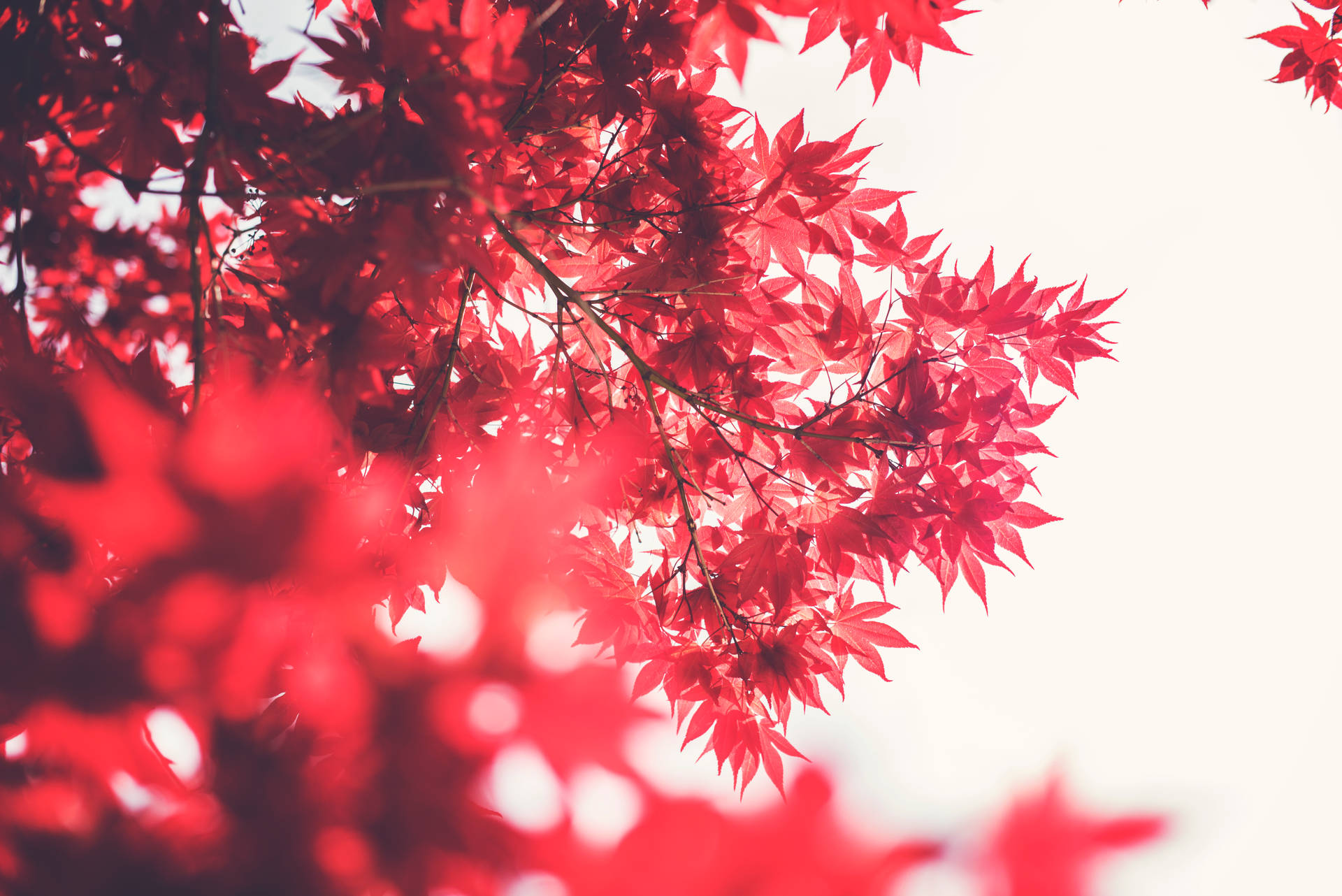 6016X4016 Red Wallpaper and Background