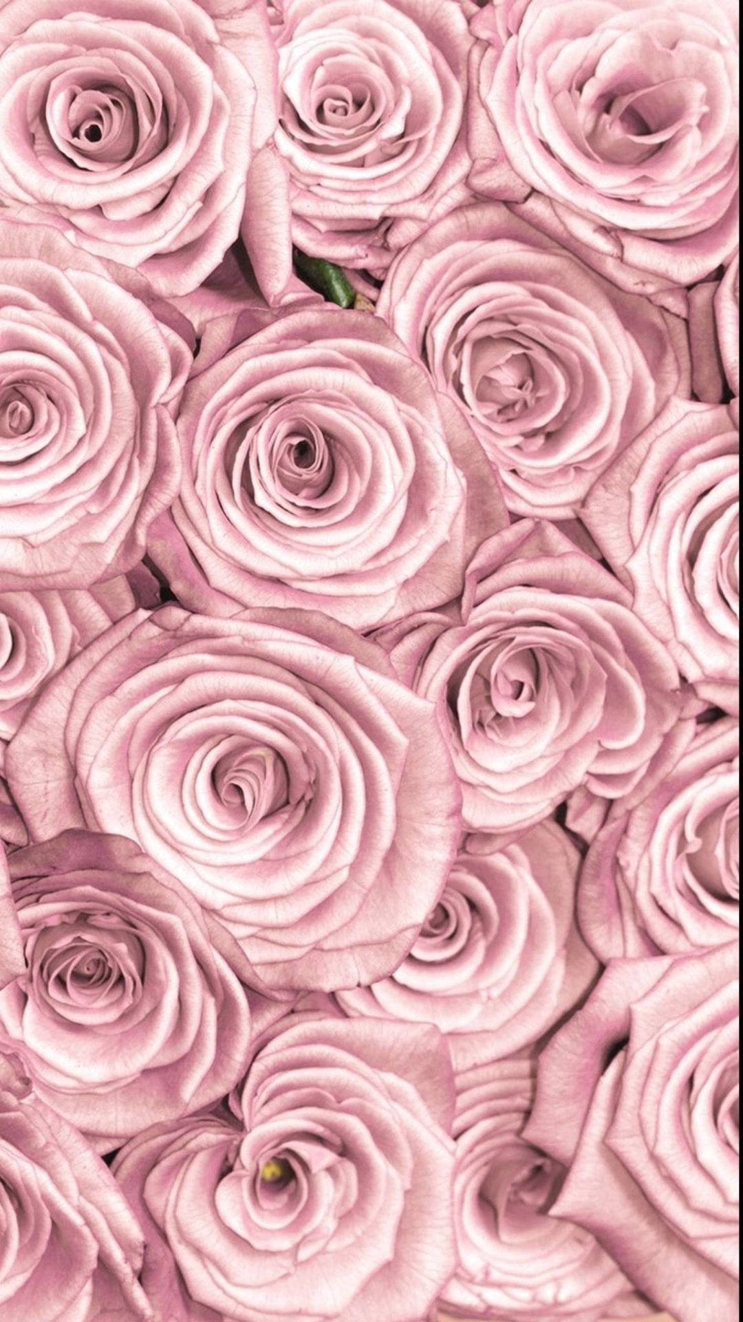 1080X1920 Rose Gold Wallpaper and Background
