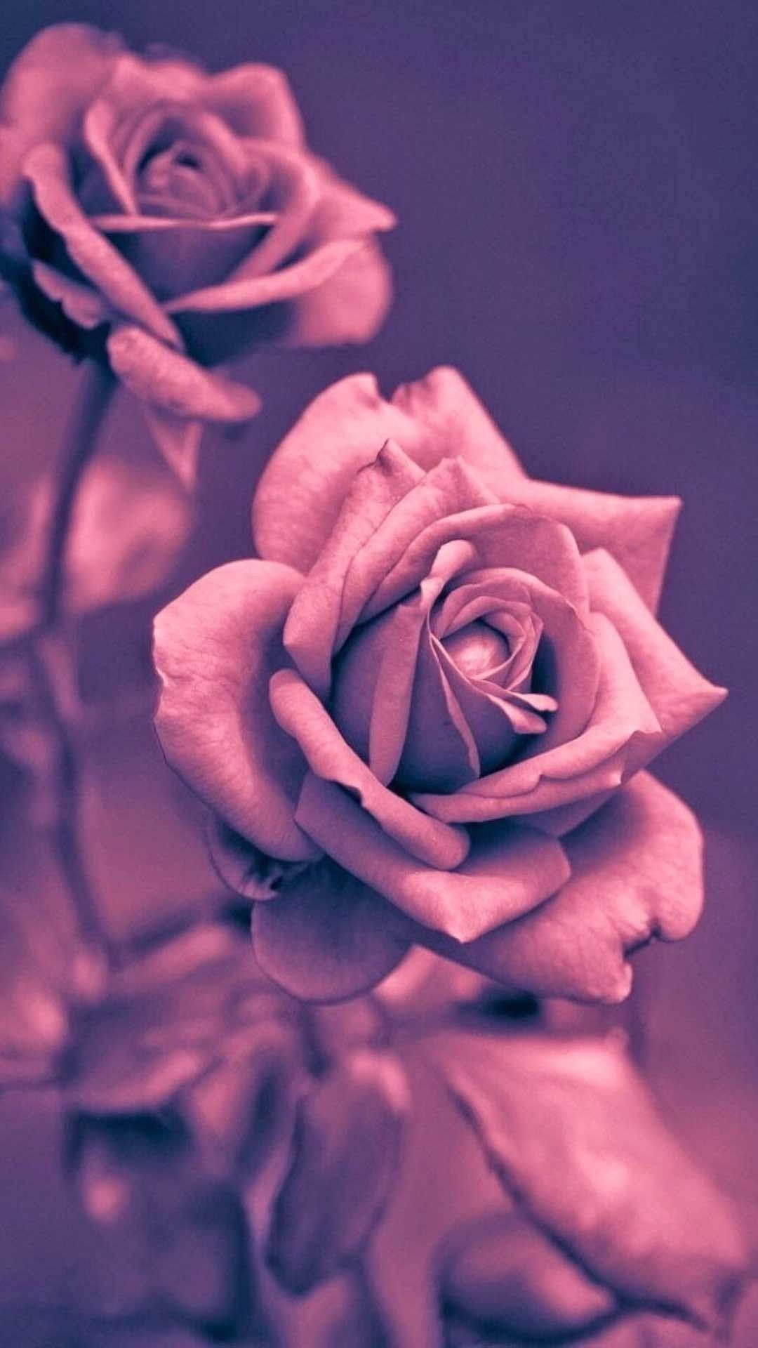 1080X1920 Rose Gold Wallpaper and Background