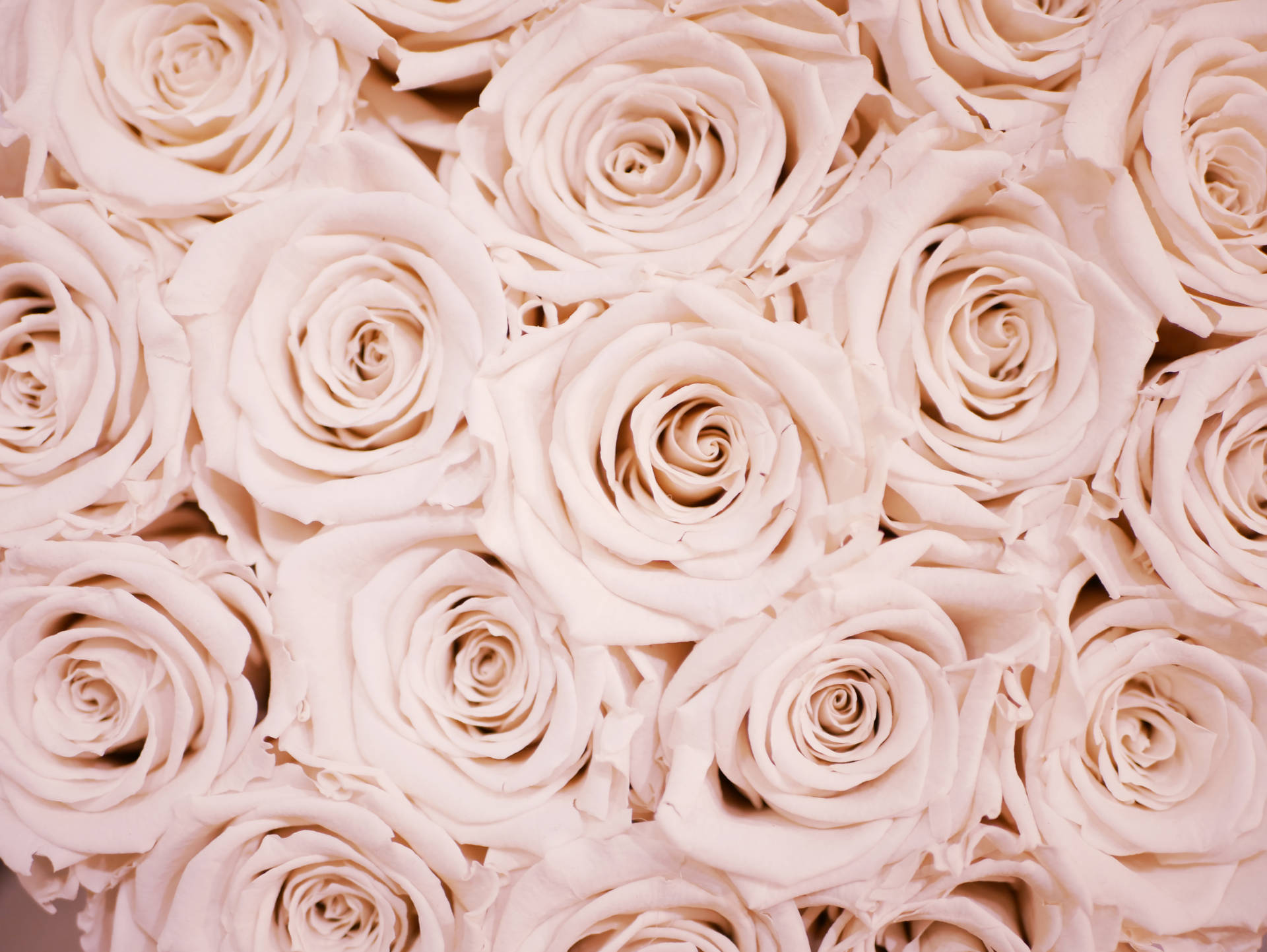 4592X3448 Rose Gold Wallpaper and Background