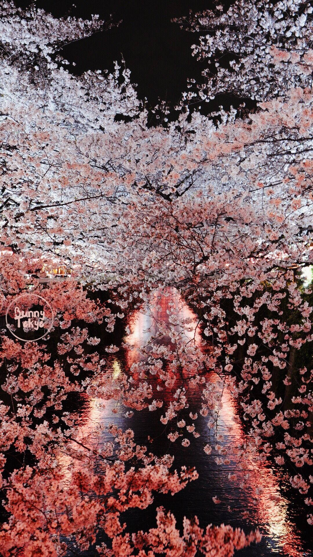 1080X1920 Sakura Wallpaper and Background