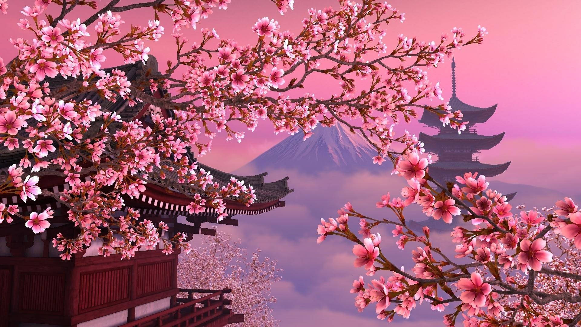 1920X1080 Sakura Wallpaper and Background