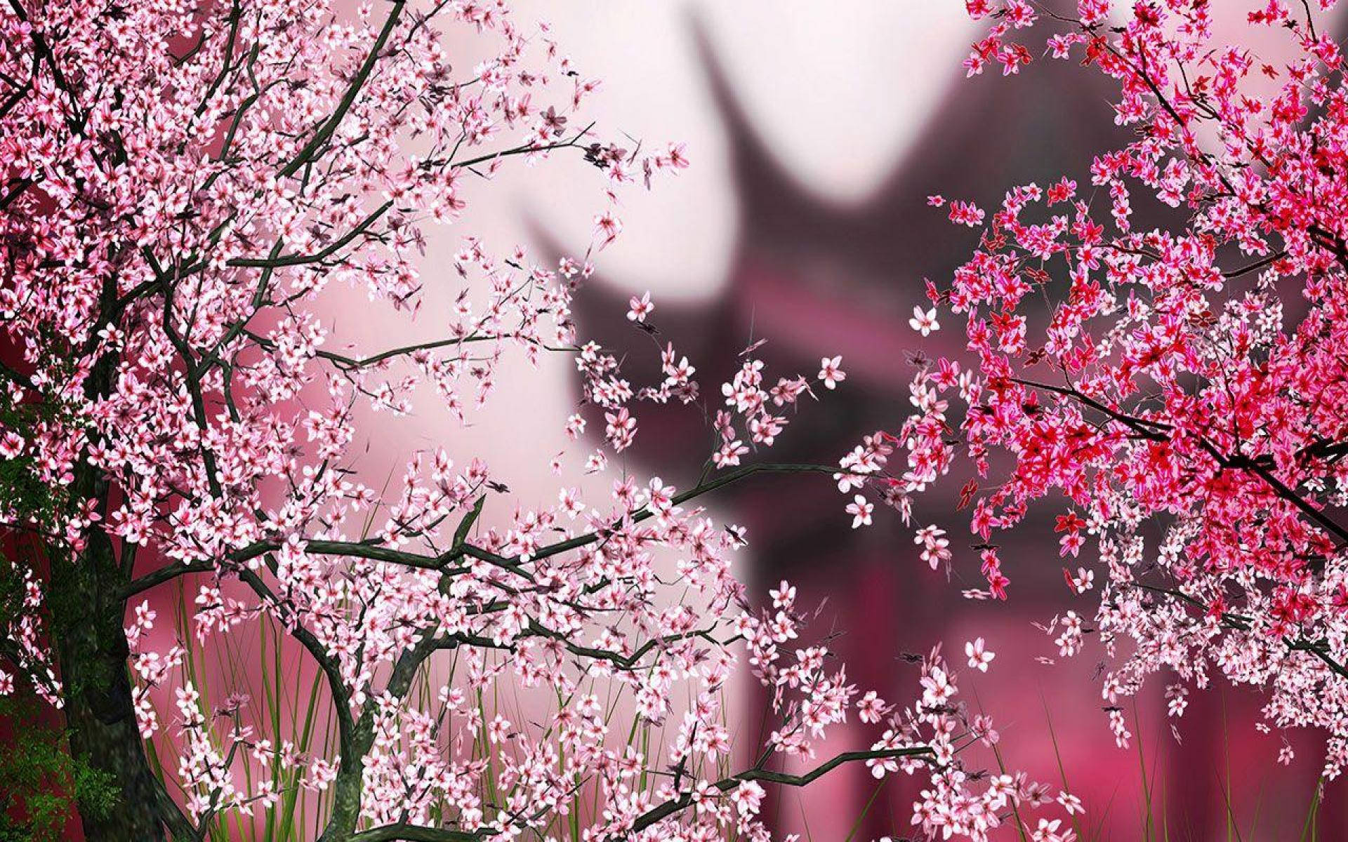 1920X1200 Sakura Wallpaper and Background
