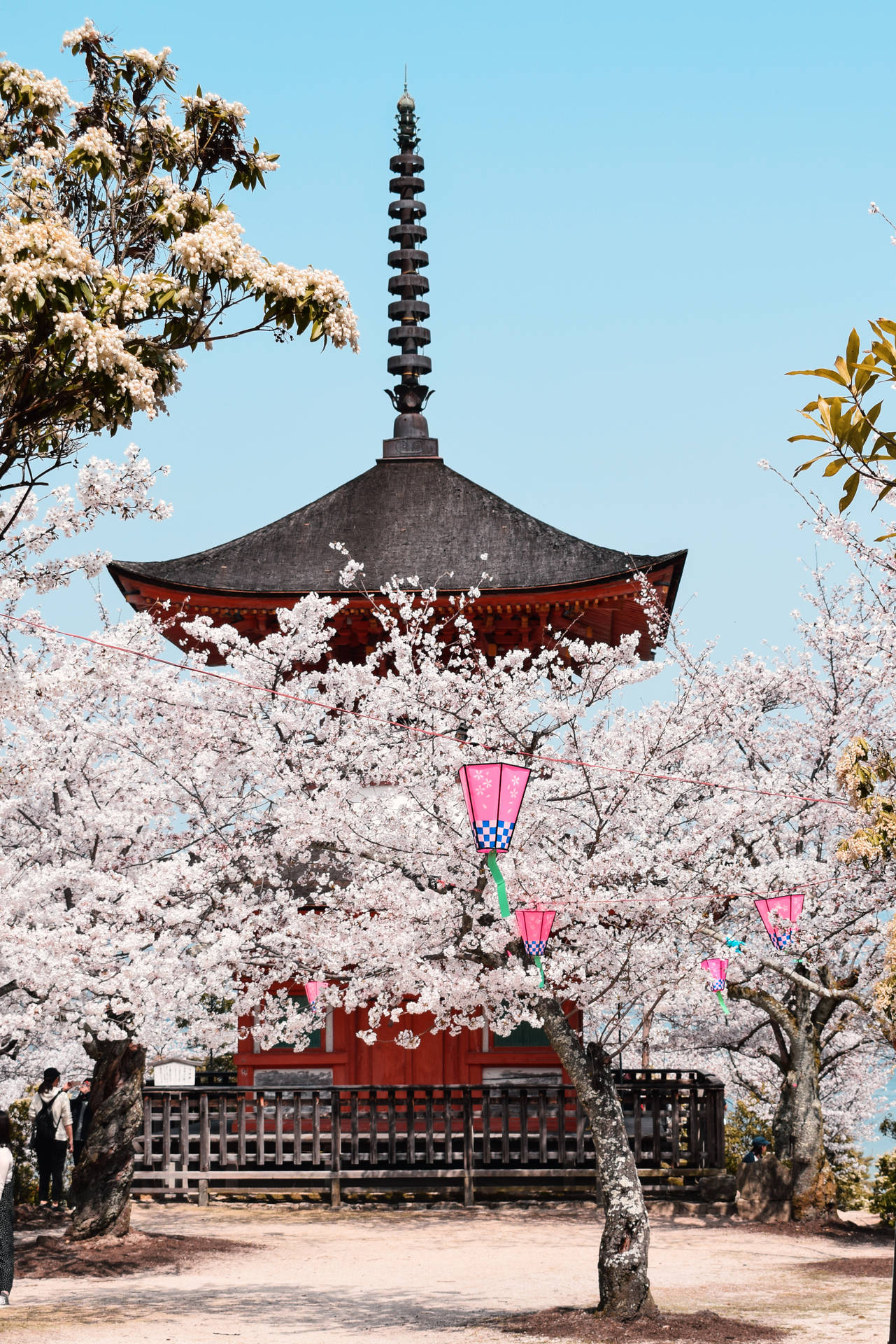 2543X3811 Sakura Wallpaper and Background