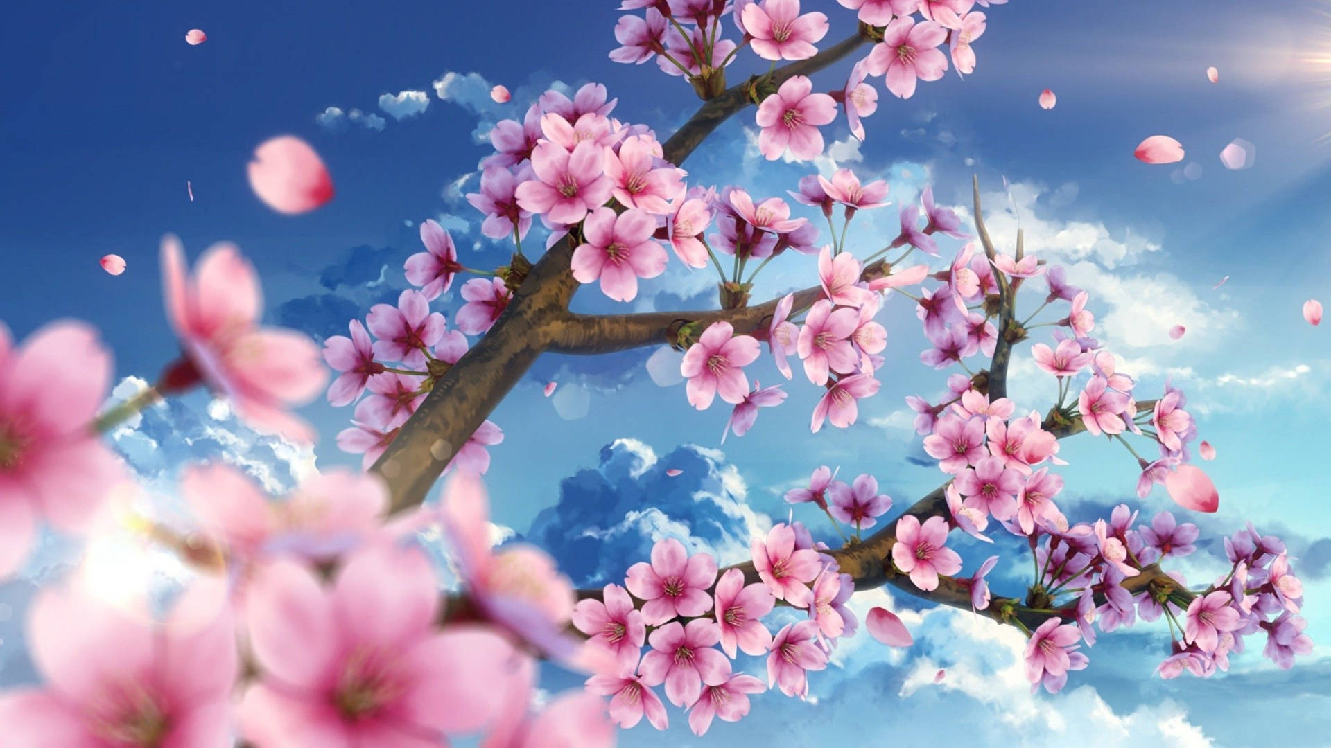 2560X1440 Sakura Wallpaper and Background