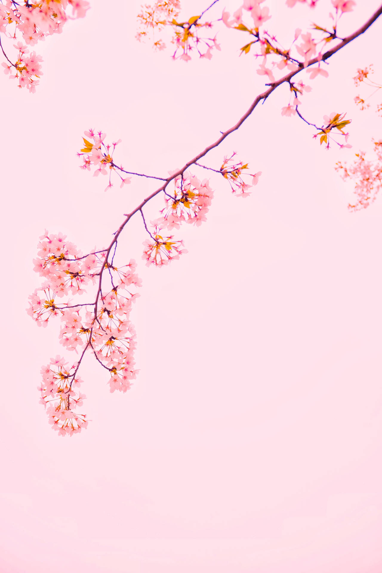 3264X4896 Sakura Wallpaper and Background