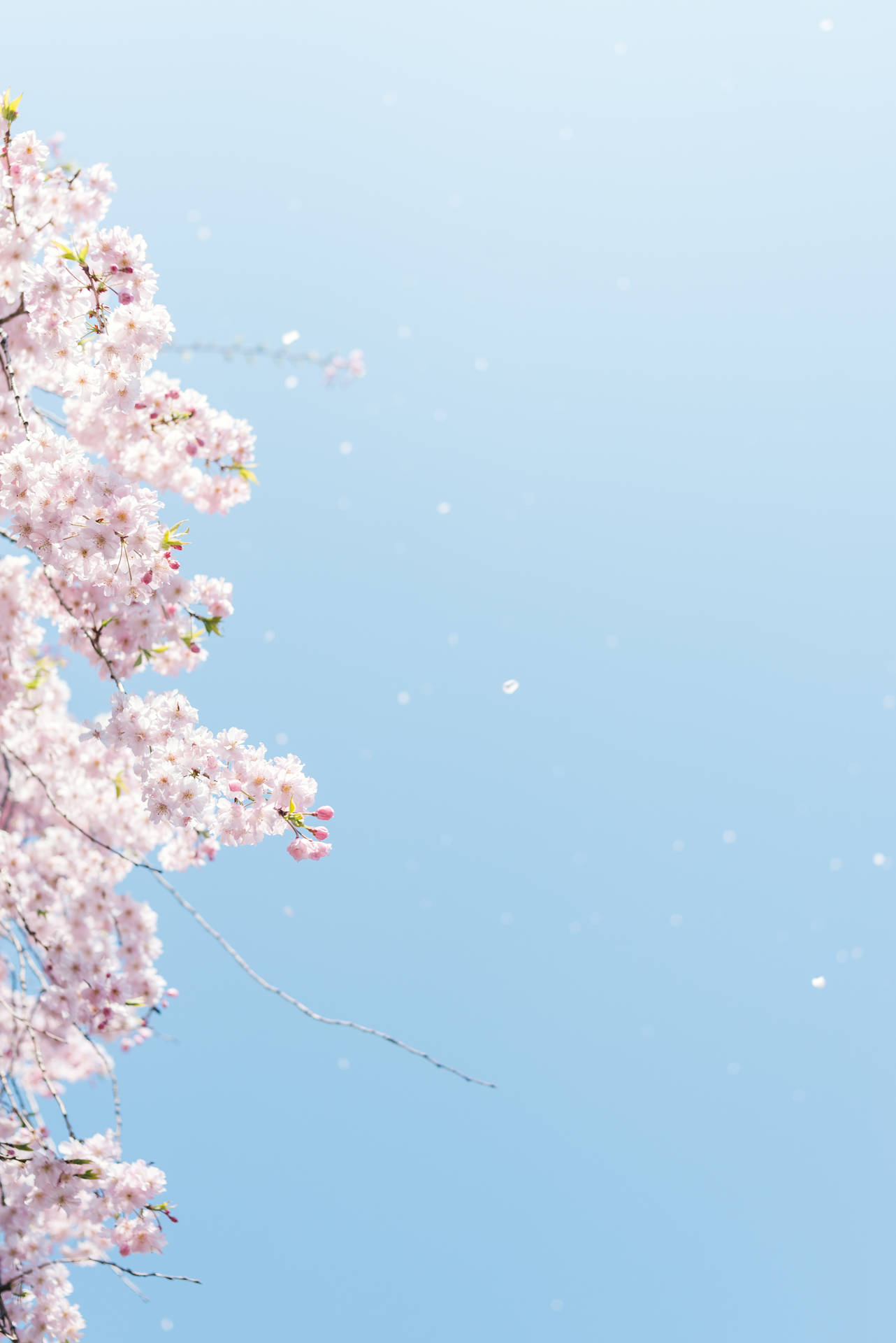 3553X5322 Sakura Wallpaper and Background