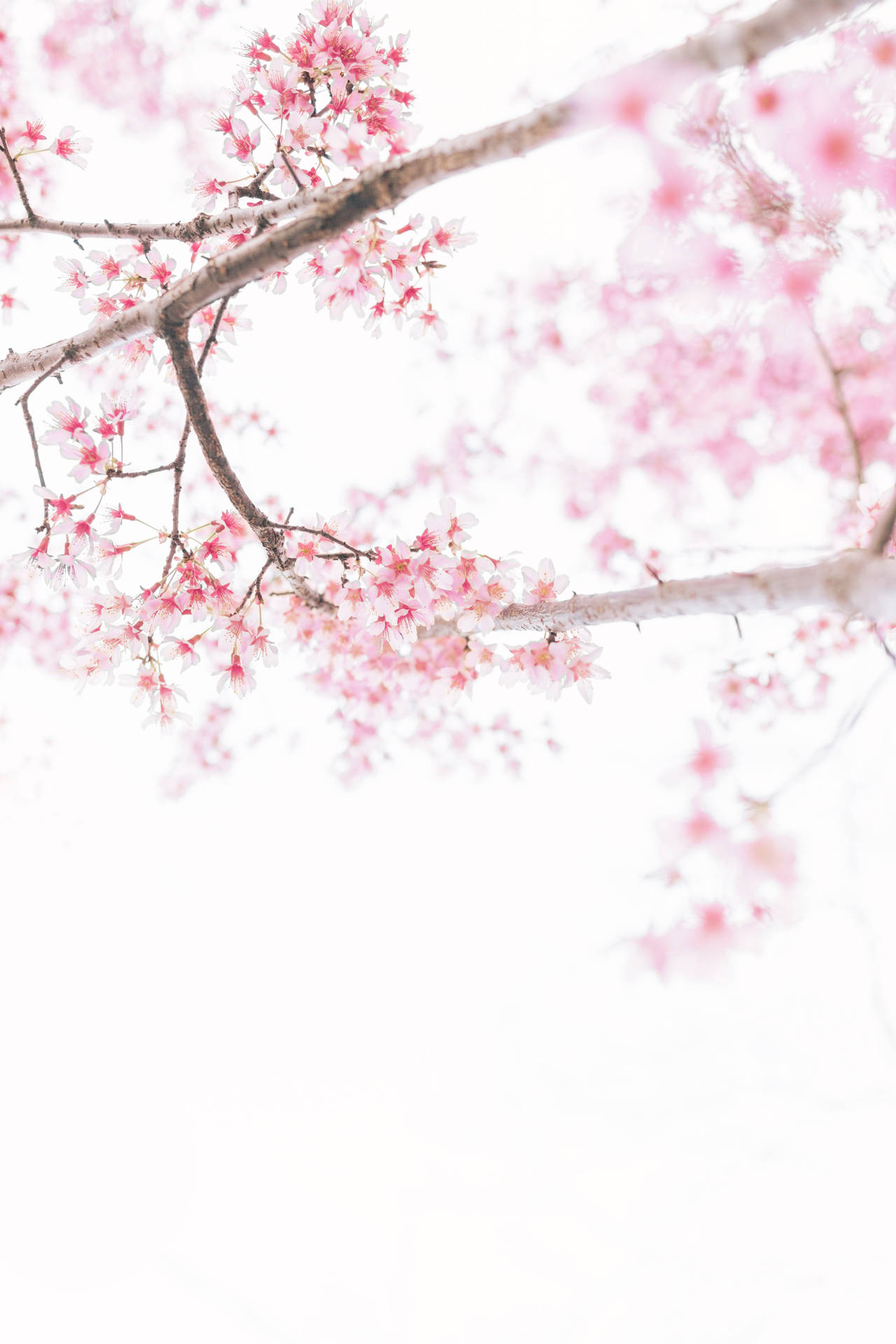 4160X6240 Sakura Wallpaper and Background