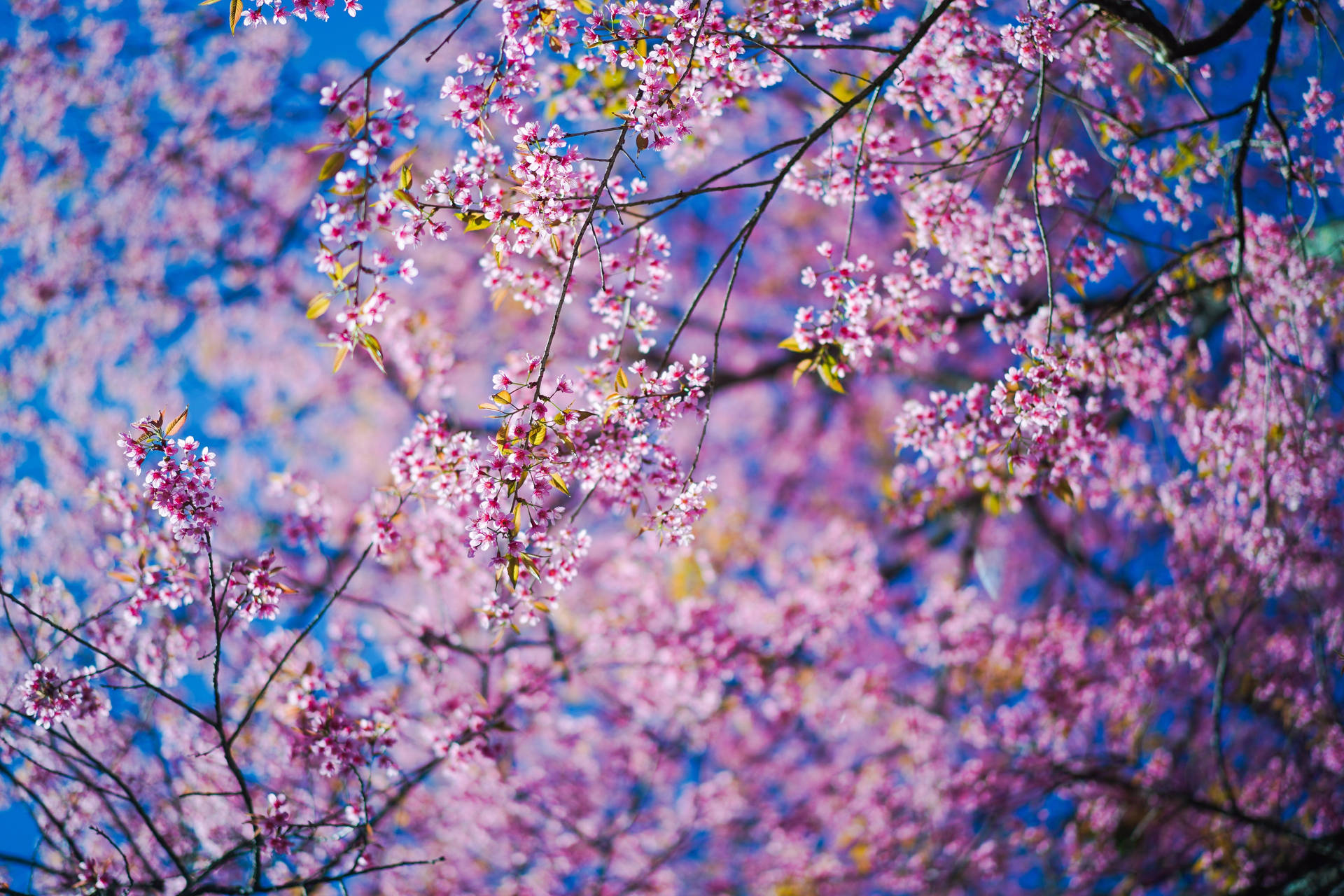 4608X3072 Sakura Wallpaper and Background