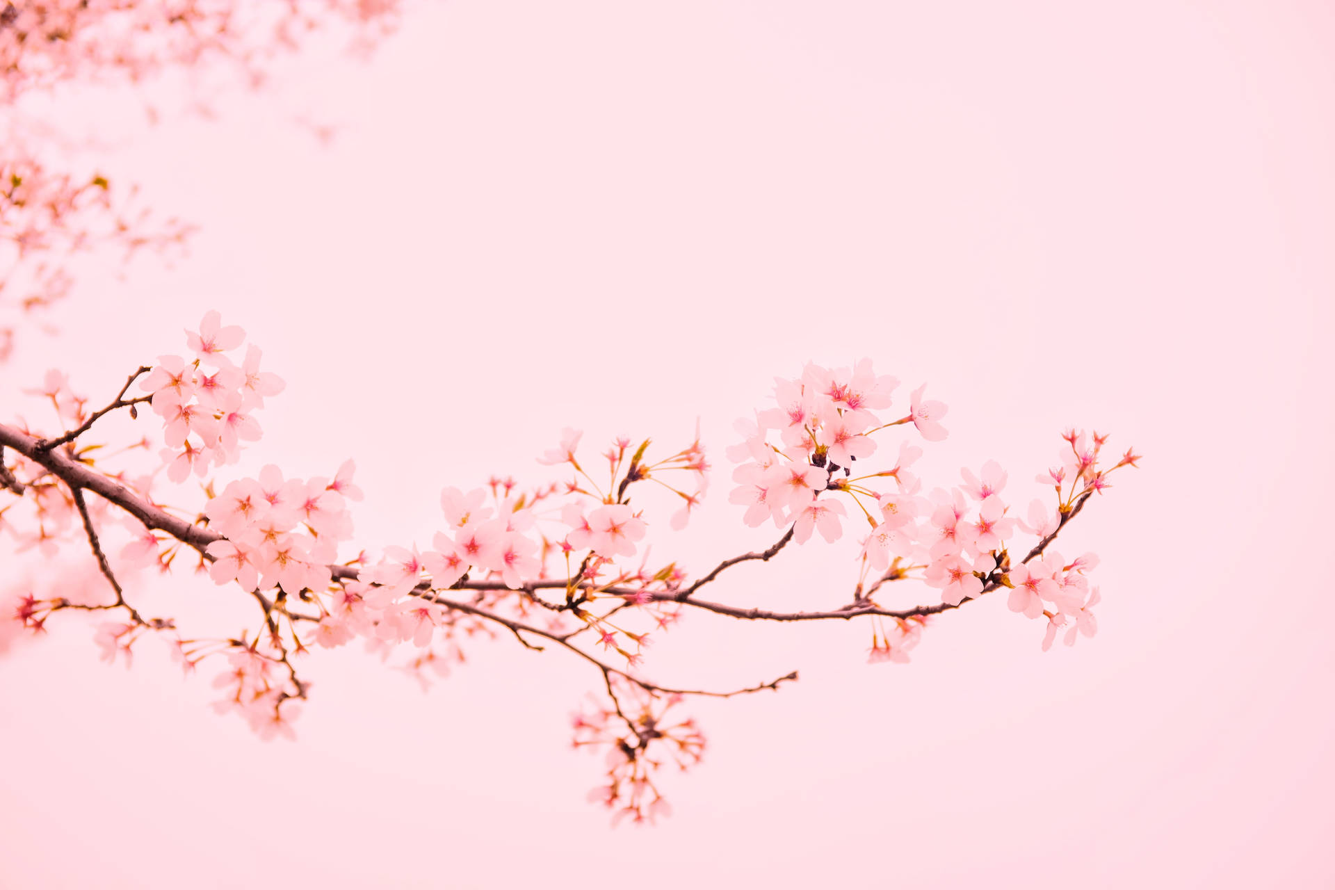 4896X3264 Sakura Wallpaper and Background